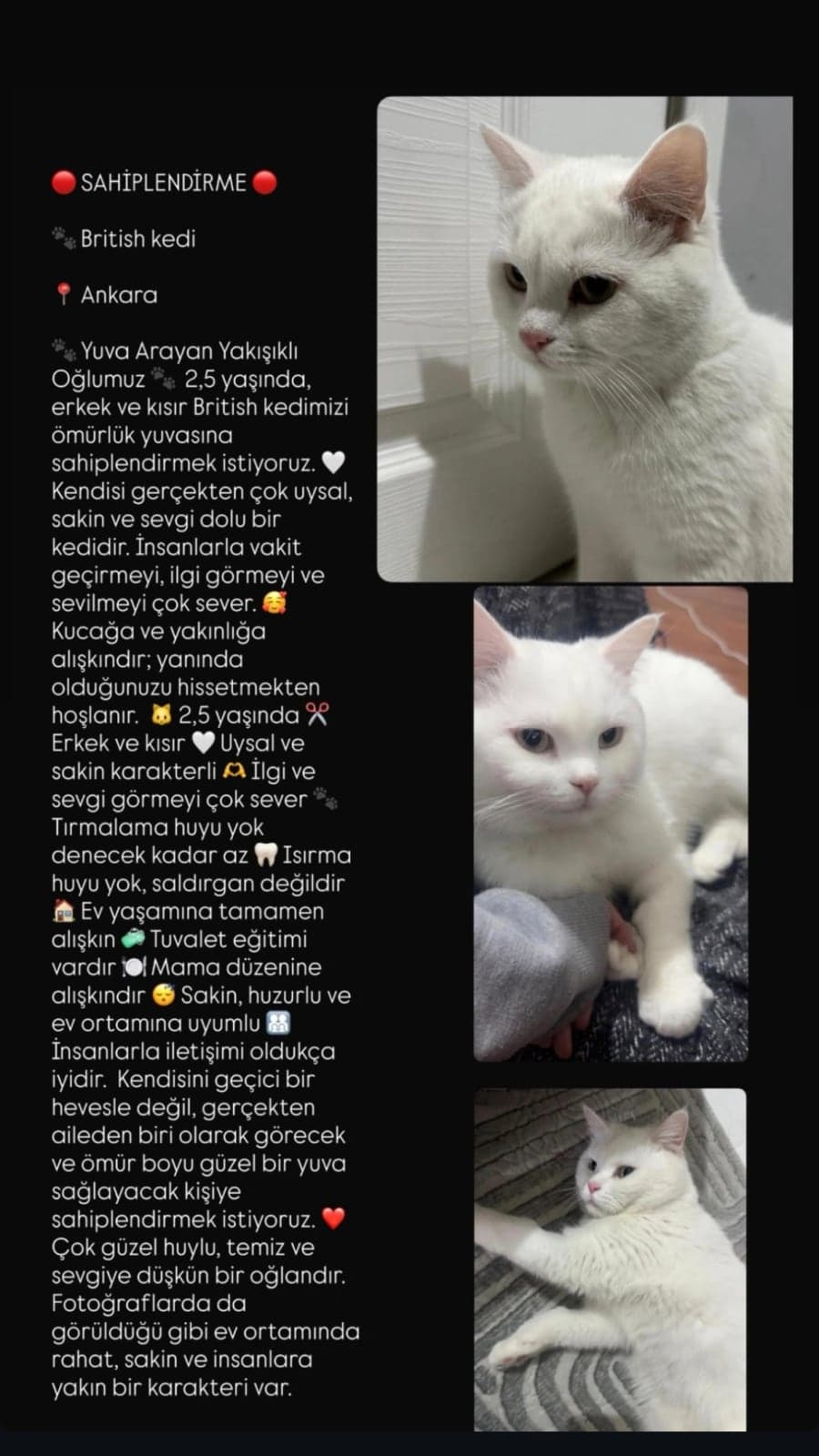 Leo British Shorthair Kedi, Ankara