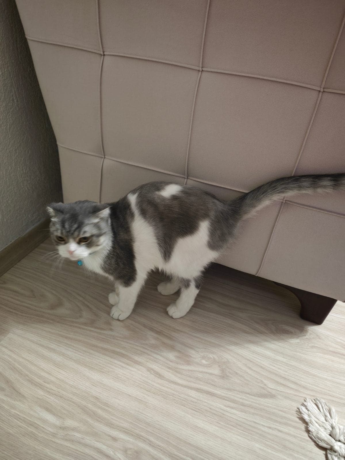 Japon Tekir Kedi, İzmir