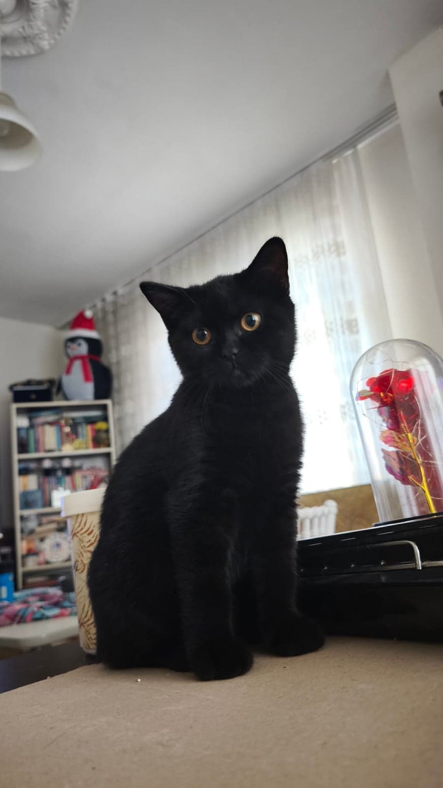 Kara Böcük British Shorthair Kedi, İstanbul