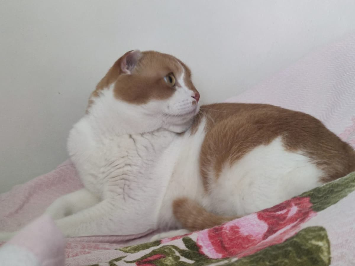 Enis Melez Kedi, Ankara