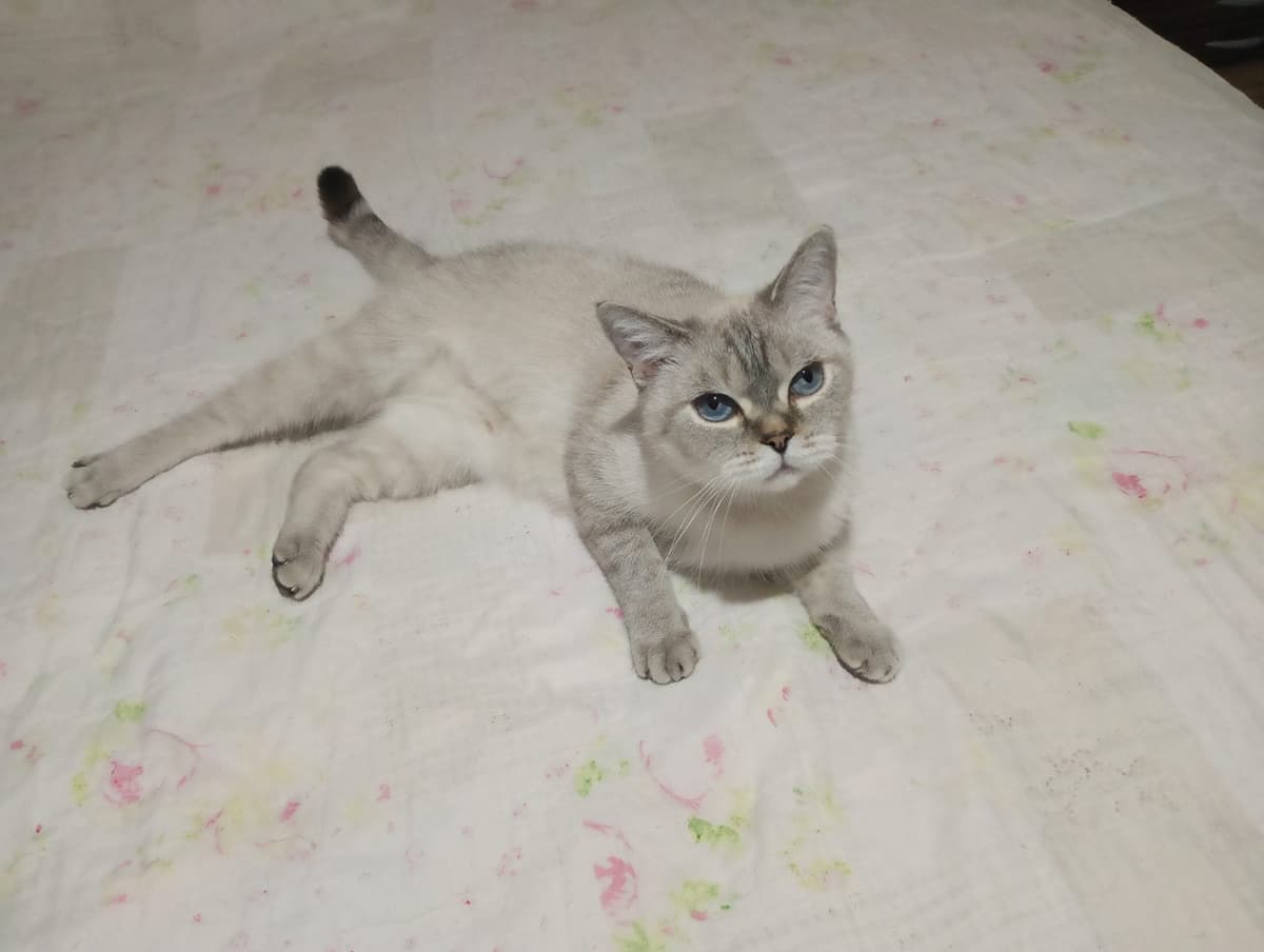 SAFİR Scottish Straight Kedi, Bursa