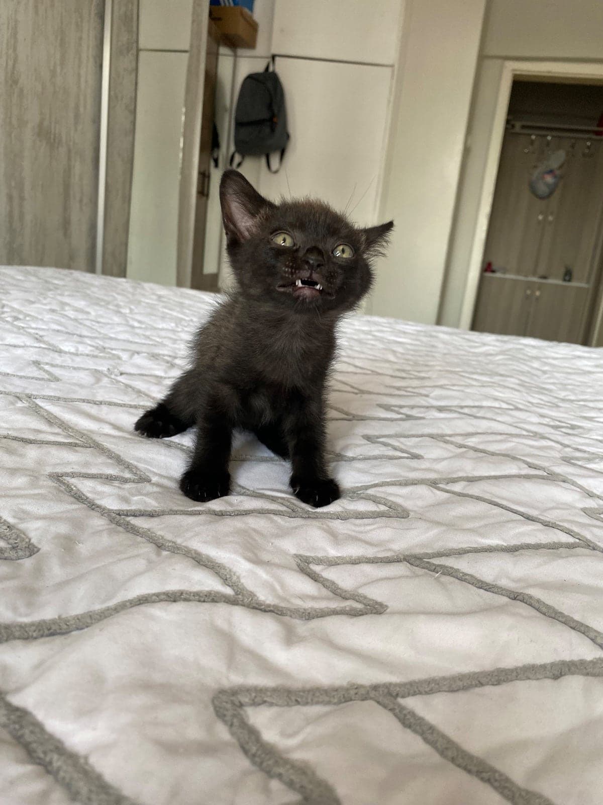 Yavrular British Shorthair Kedi, Ankara