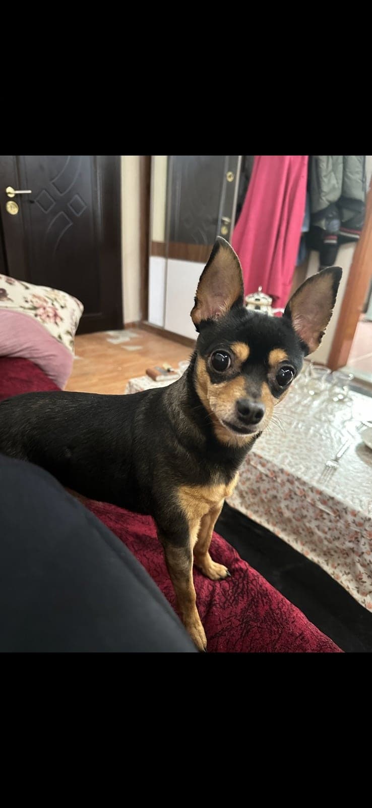 Sultan Chihuahua Köpek, İstanbul