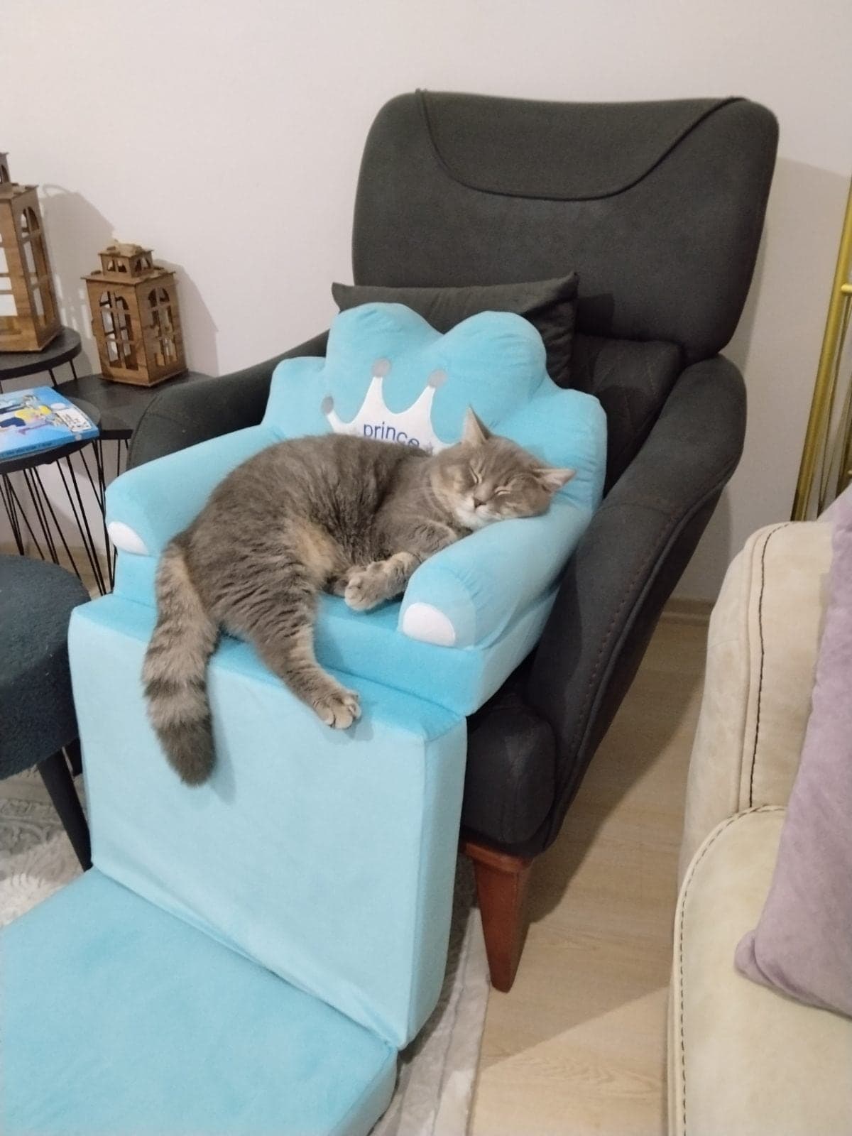 Duman Melez Kedi, İstanbul