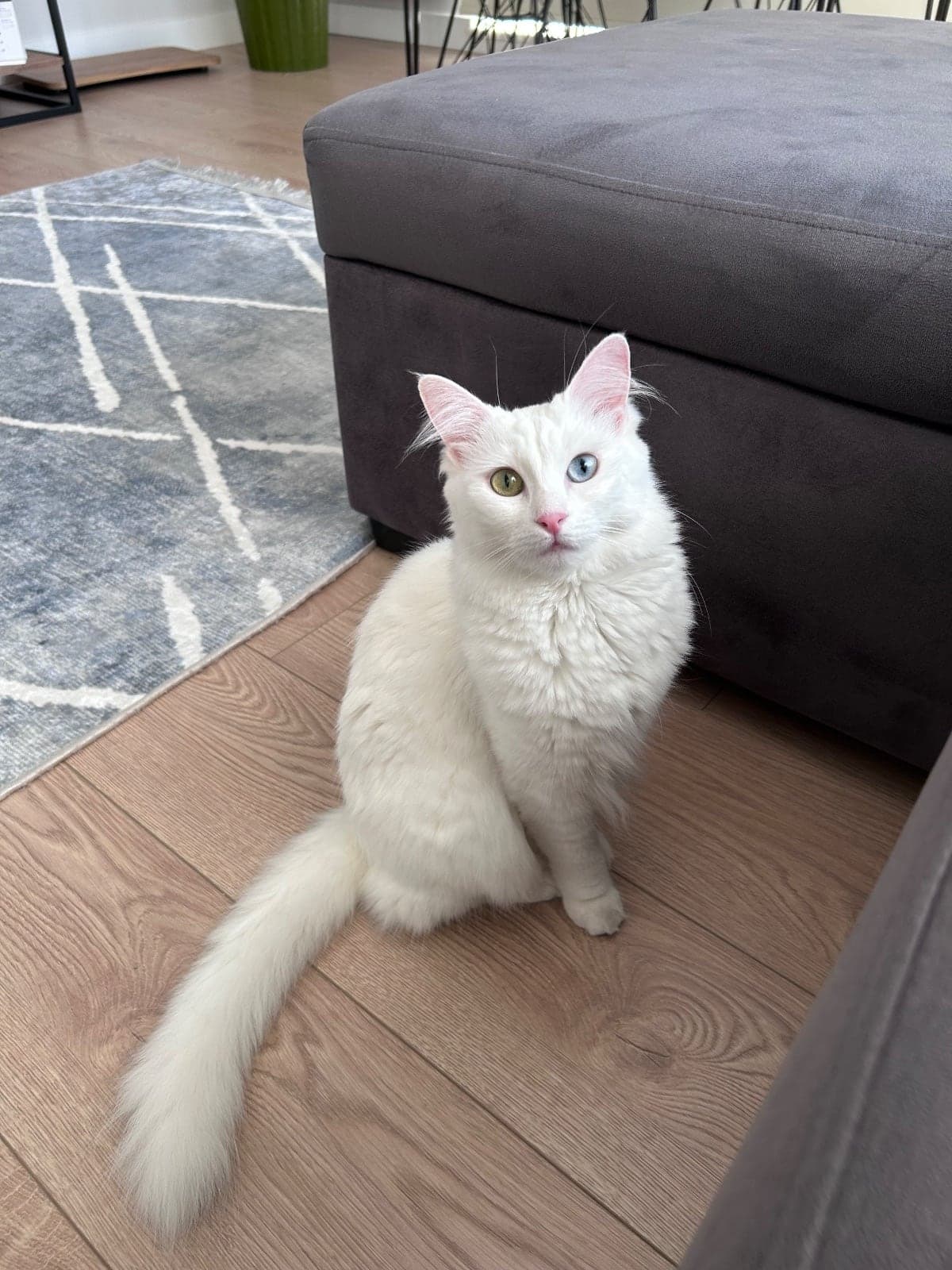 Sakız Van Kedisi Kedi, İstanbul