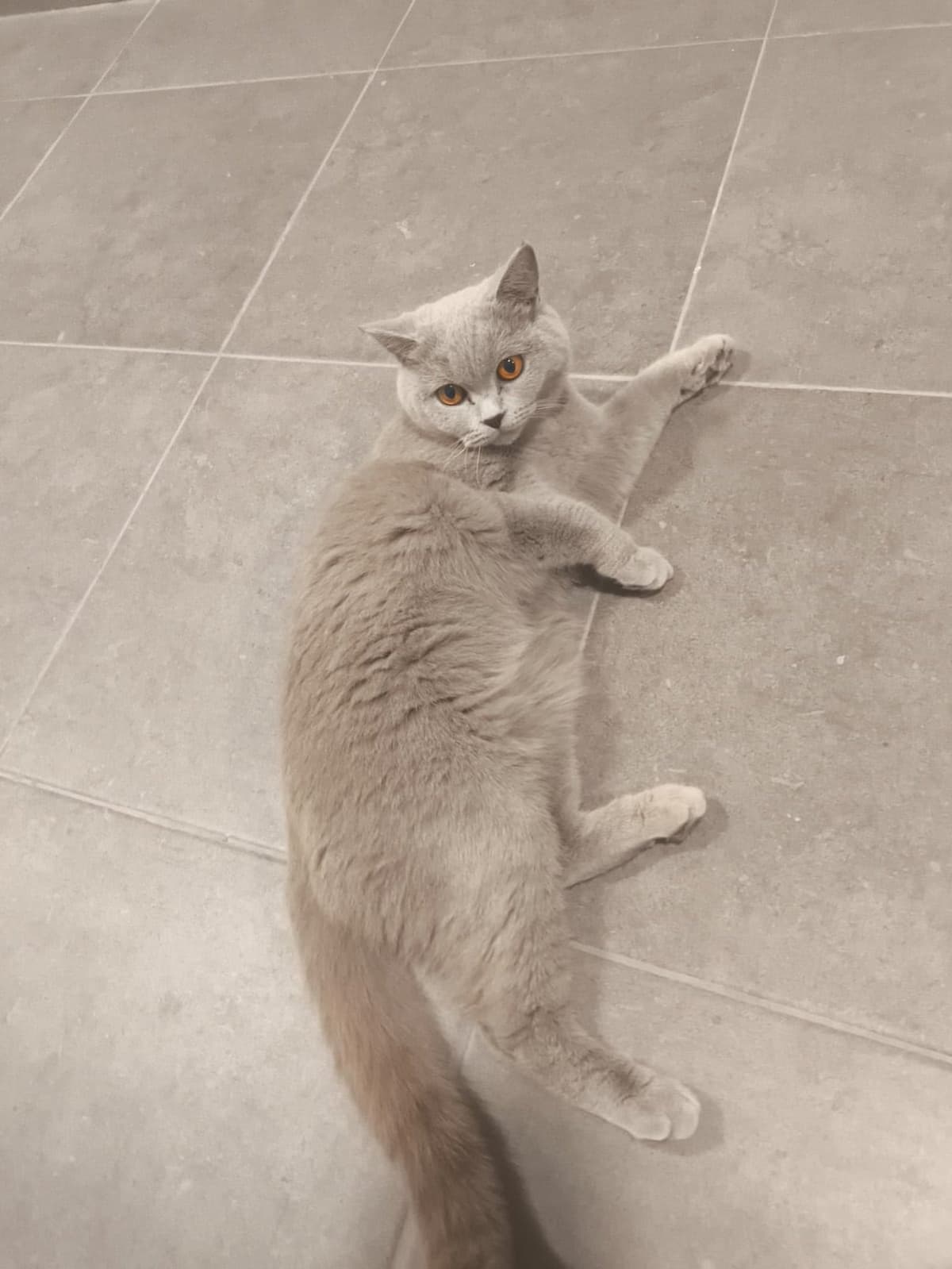 Pamuk British Shorthair Kedi, İstanbul