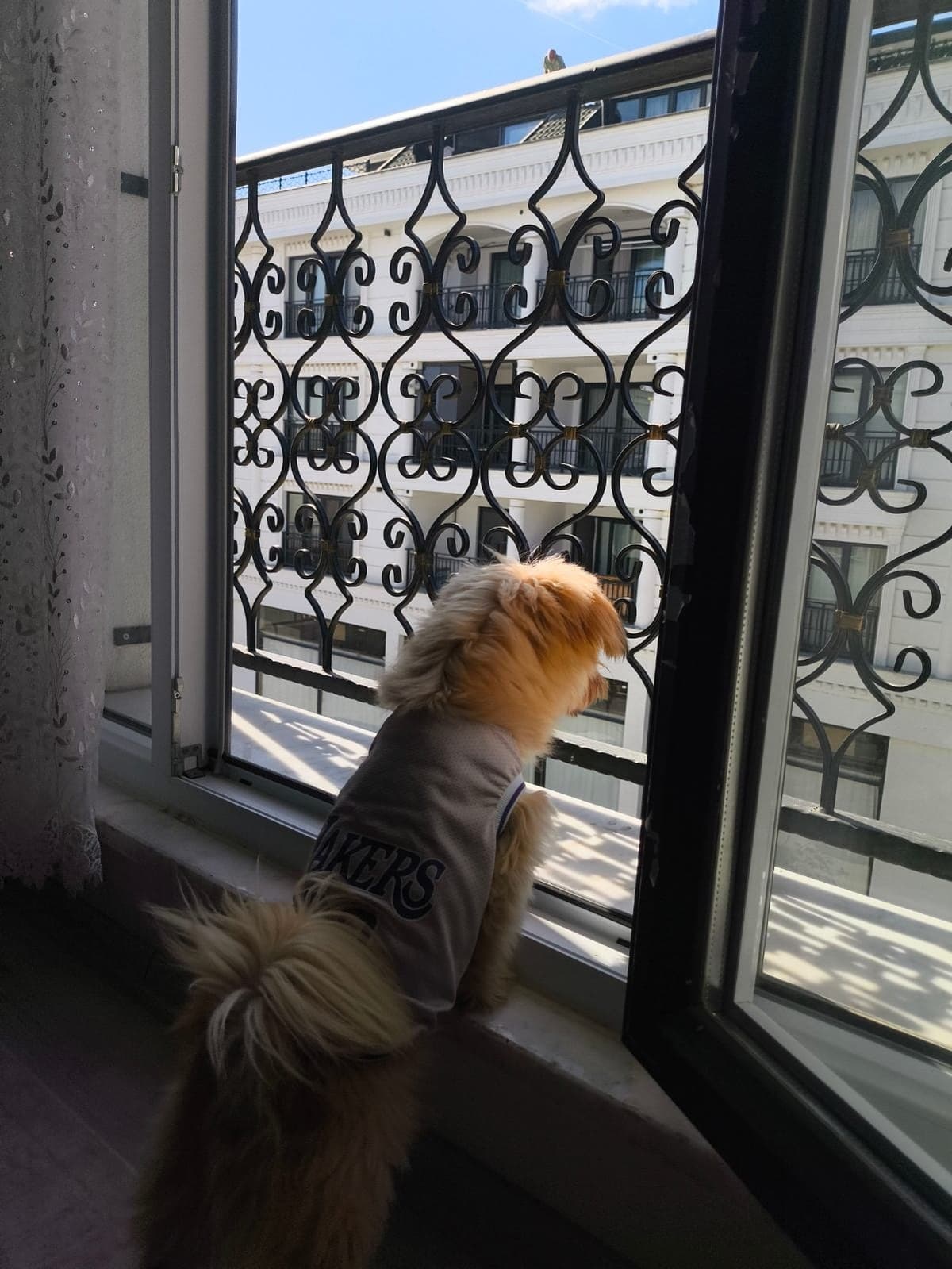 Leo Shih Tzu Köpek, İstanbul