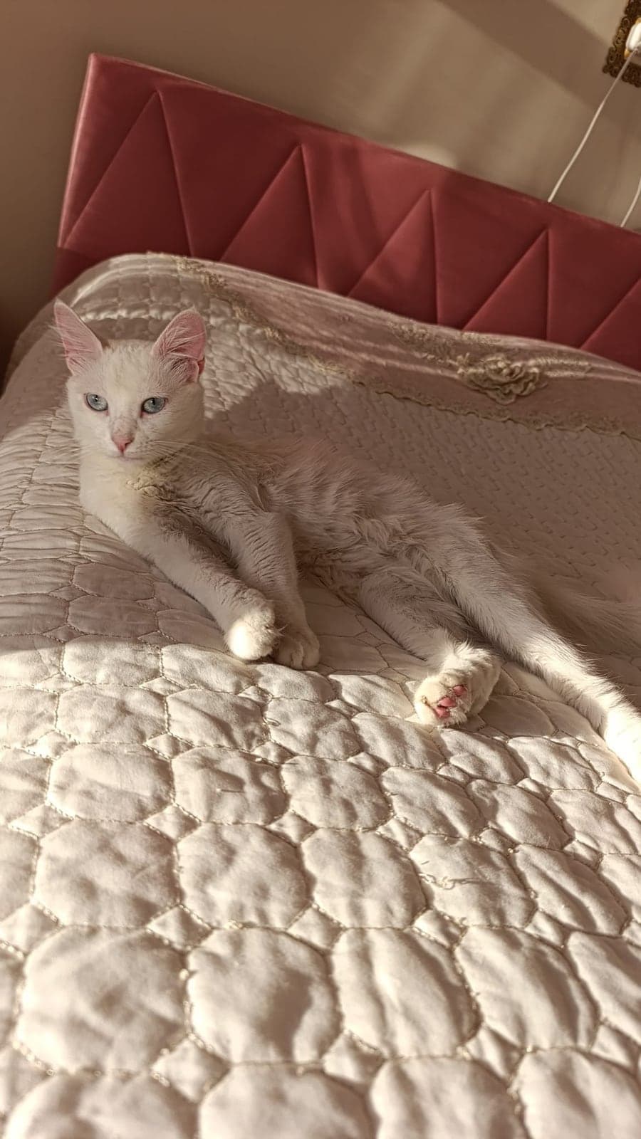 Maviş Ankara Kedisi Kedi, Konya