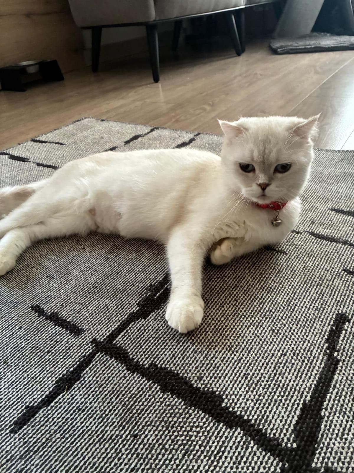 ŞANS Scottish Straight Kedi, Antalya