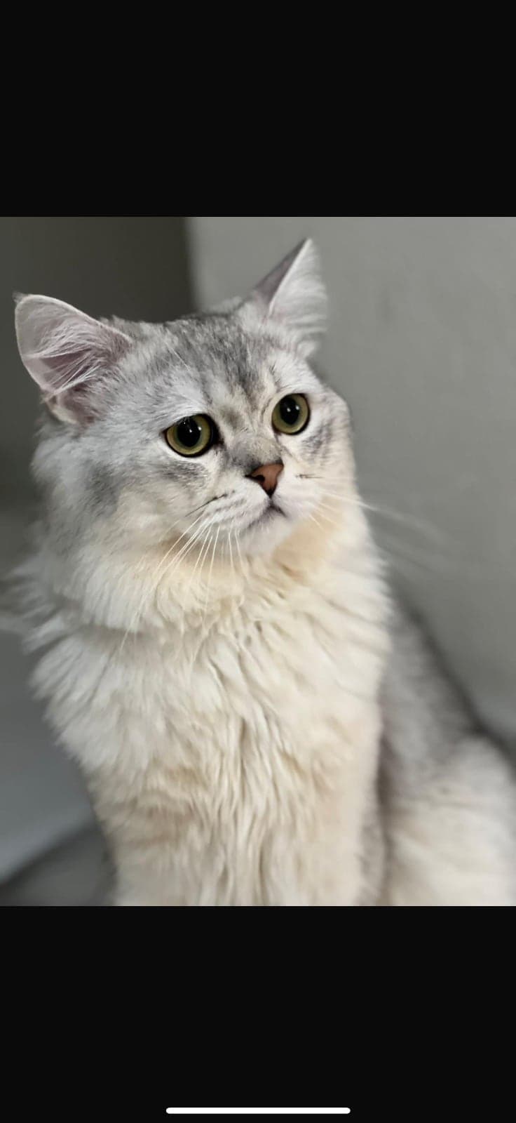 Kuku British Longhair Kedi, İstanbul