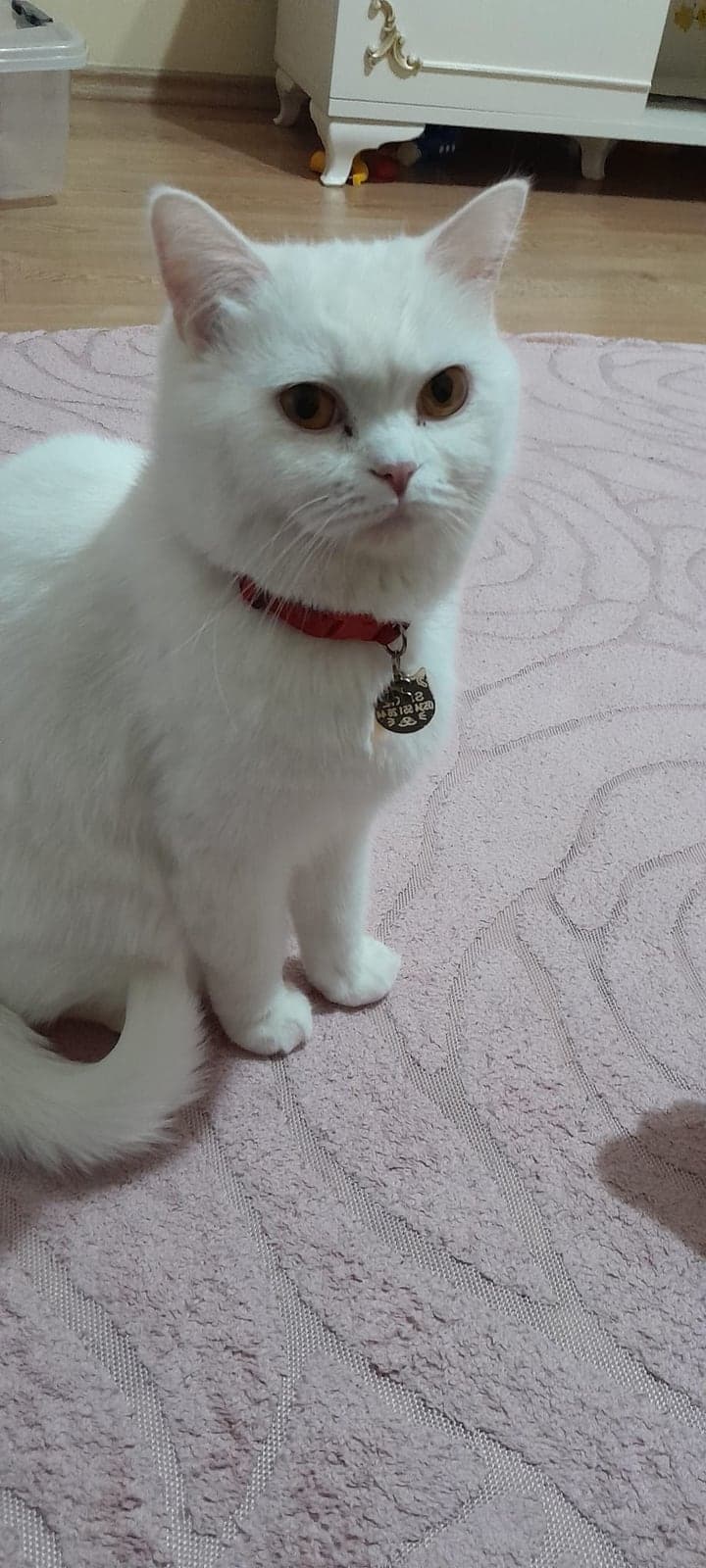 Sakız British Shorthair Kedi, Manisa
