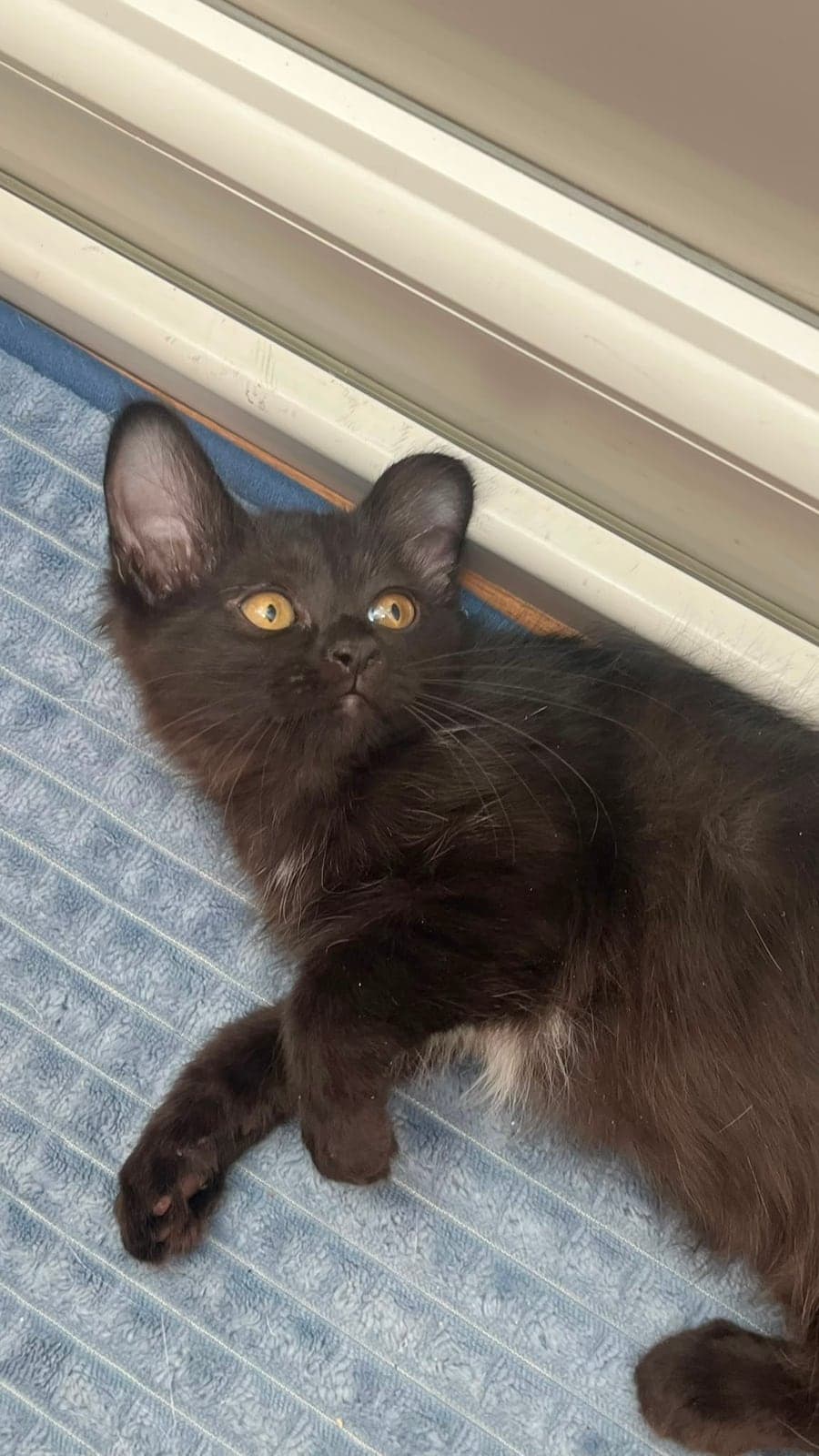Karam Melez Kedi, Ankara