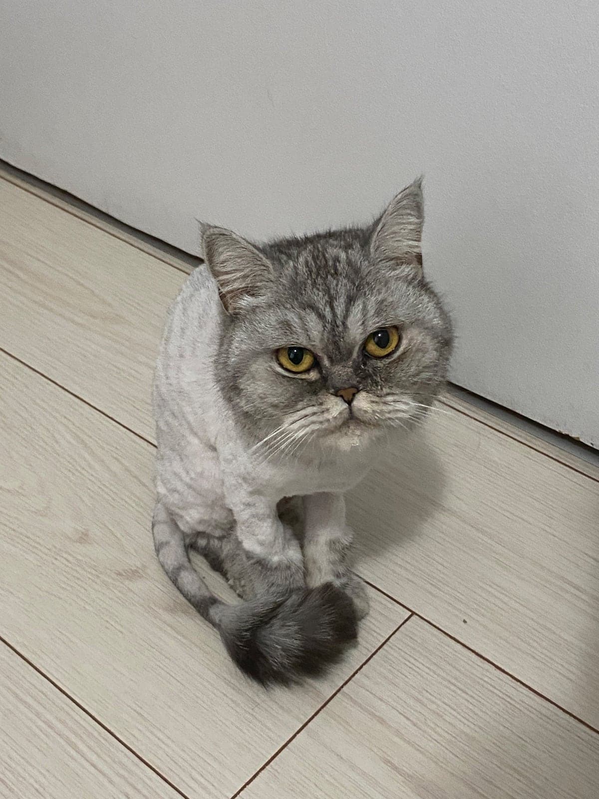 Diana British Longhair Kedi, Ankara