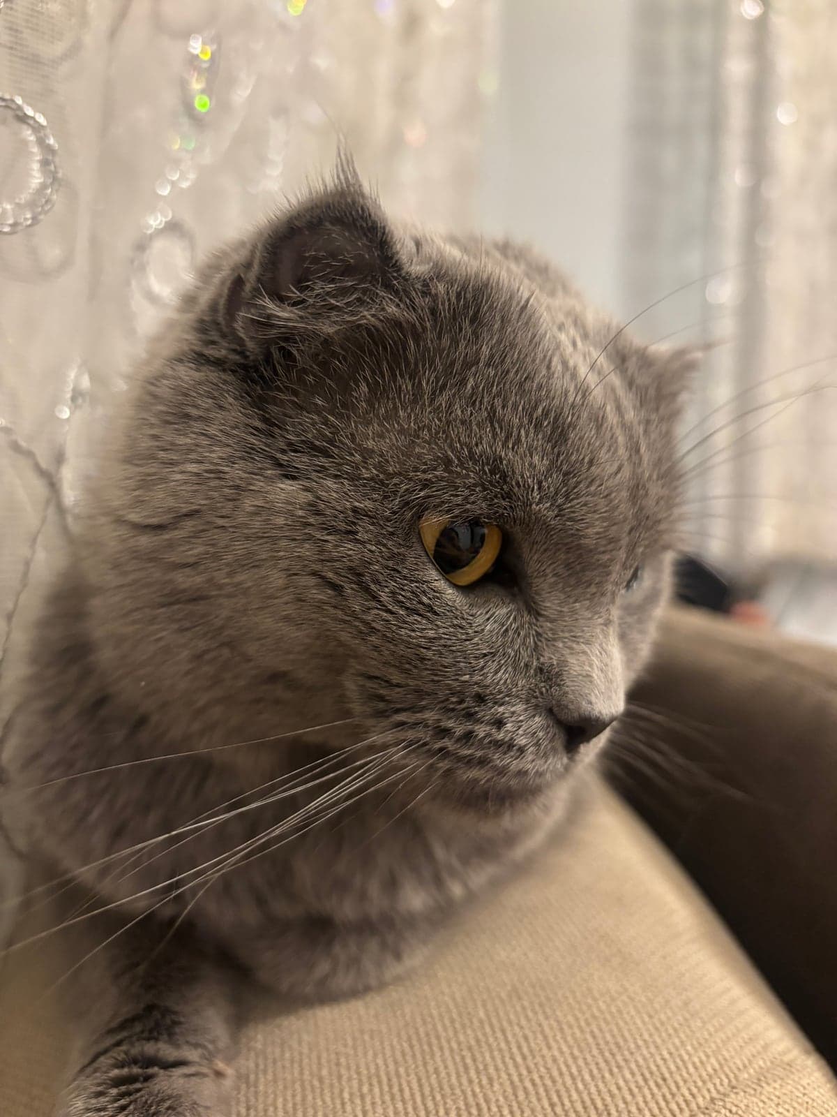 eddy Scottish Fold Kedi, Konya