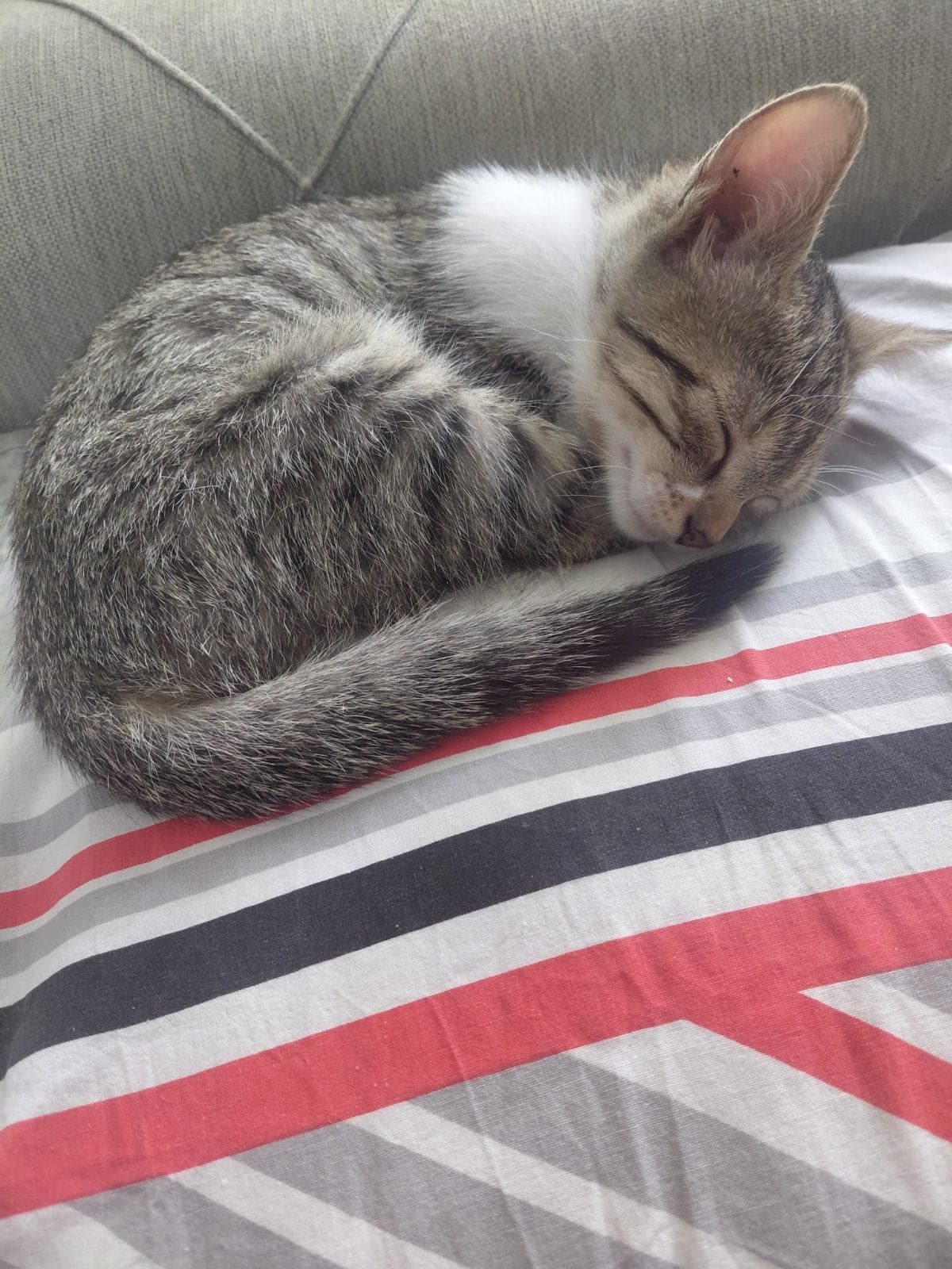 Kuzey Tekir Kedi, İstanbul
