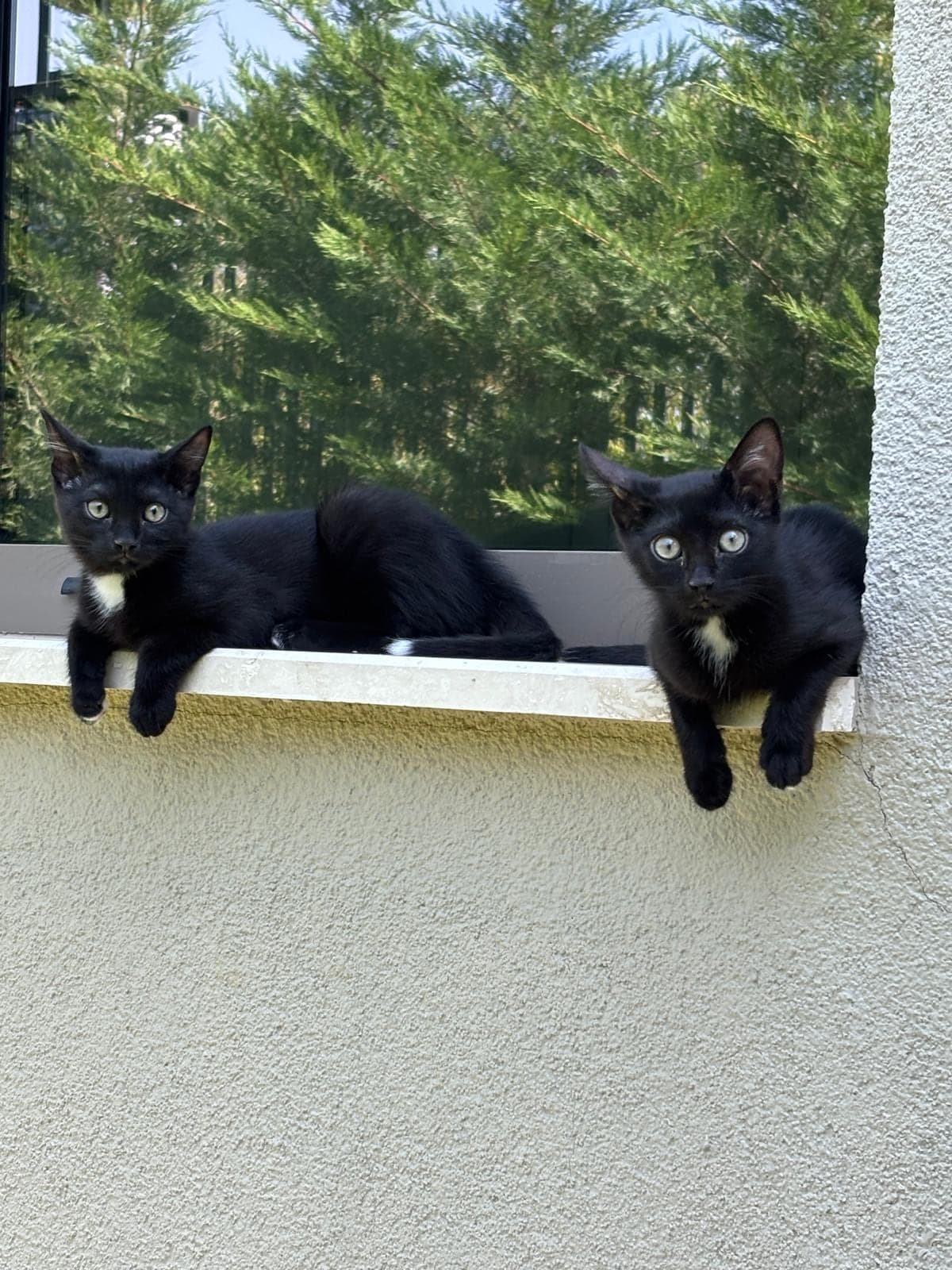 Bilmiyorum Tekir Kedi, Ankara