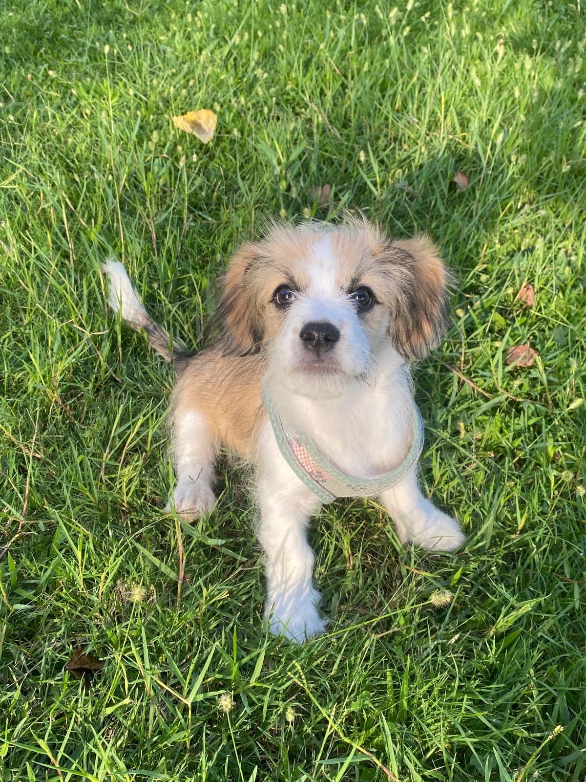 Leo Dachshund Köpek, İstanbul