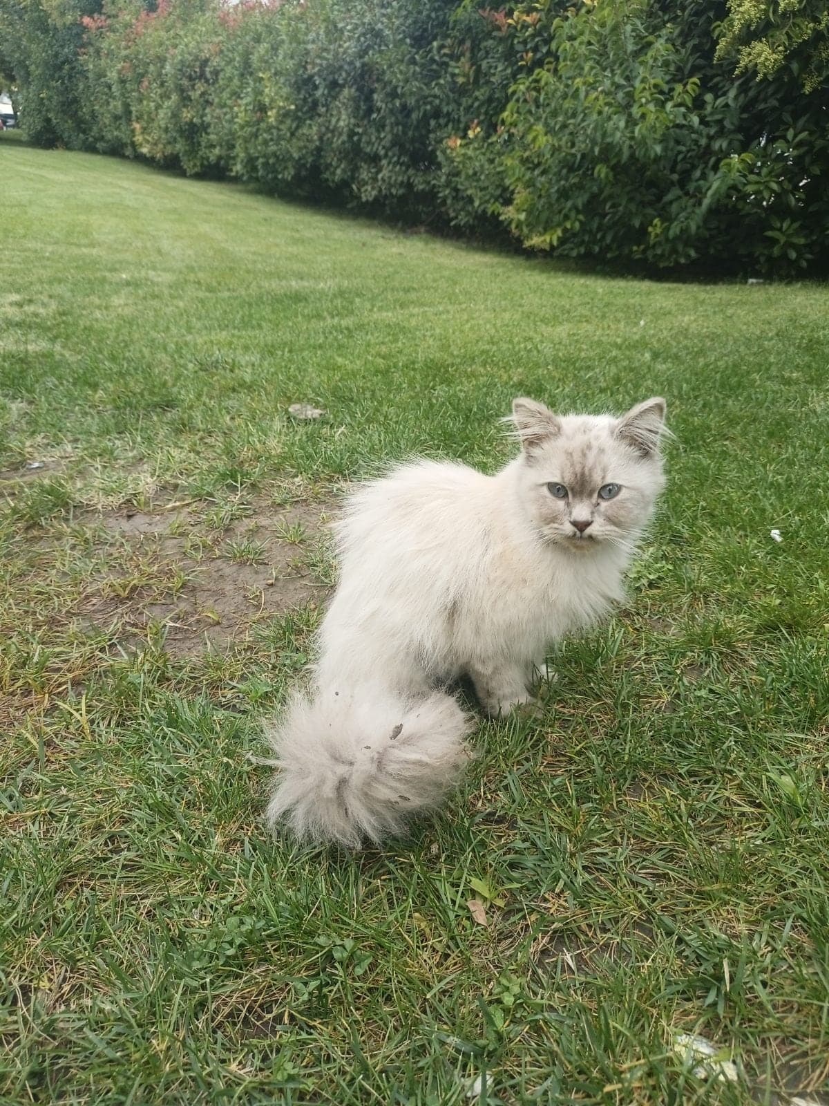 Sahipsiz British Shorthair Kedi, İstanbul