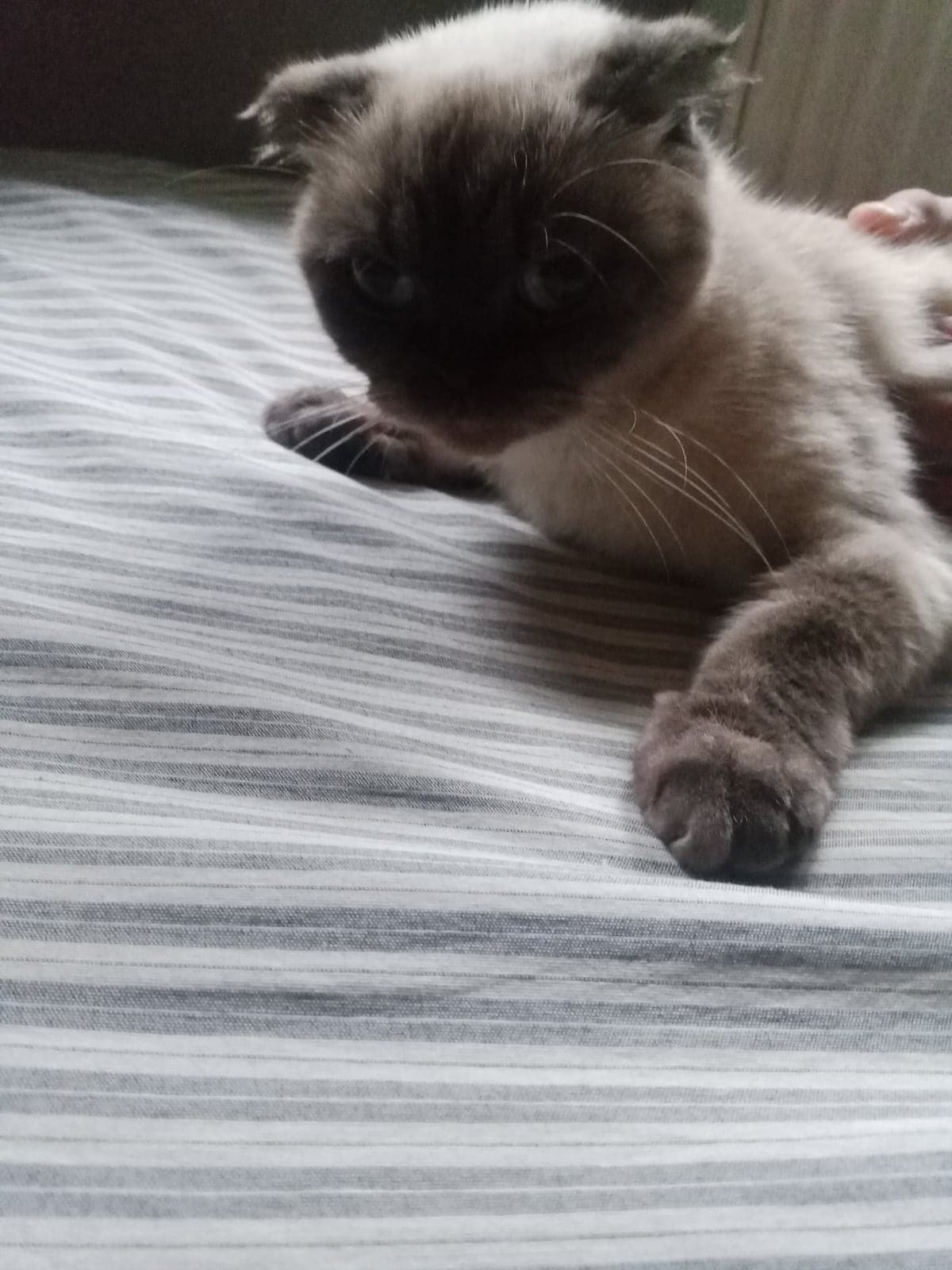 Alya Siyam Kedisi Kedi, Bursa