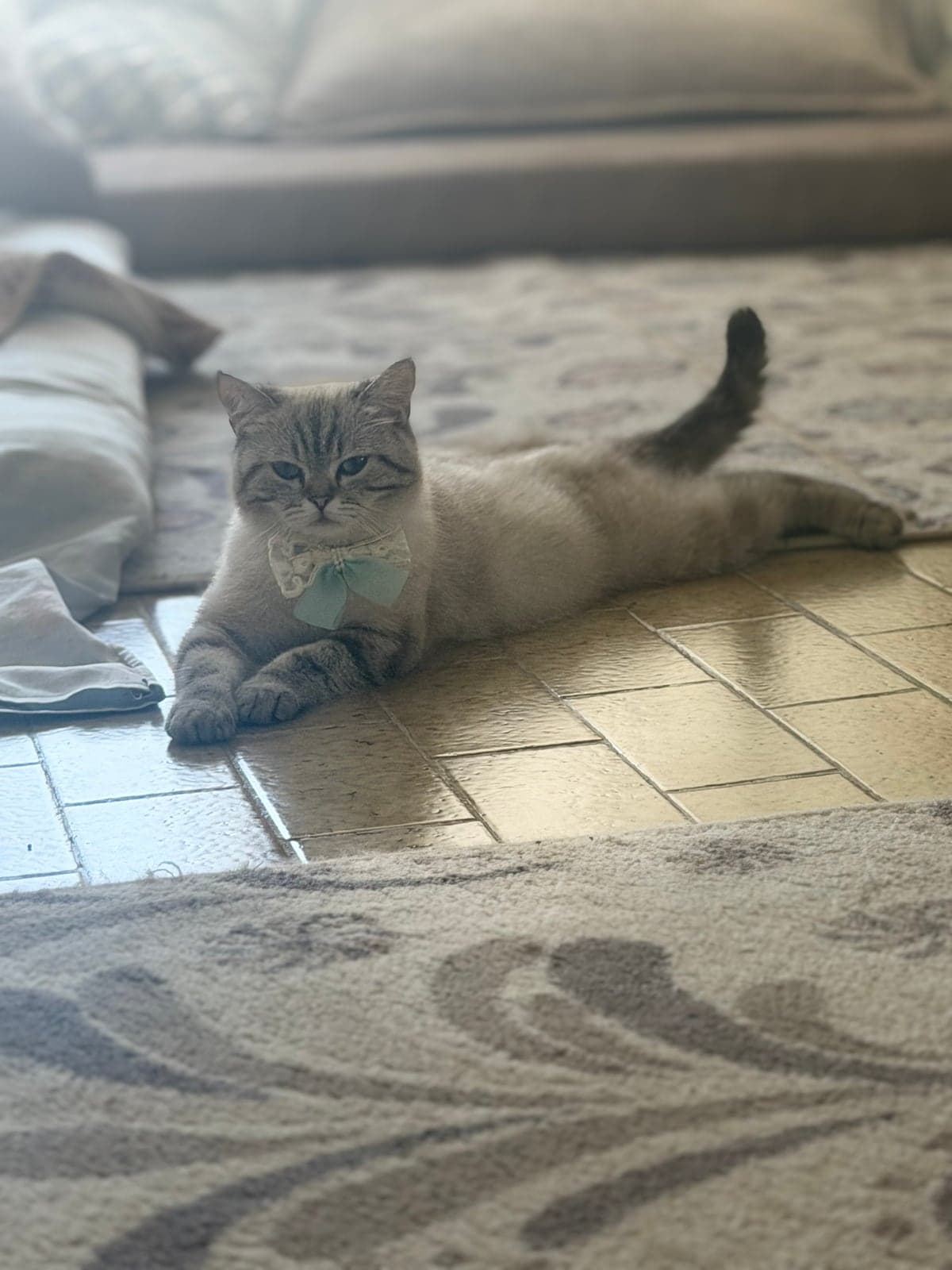 Luna British Shorthair Kedi, Mersin