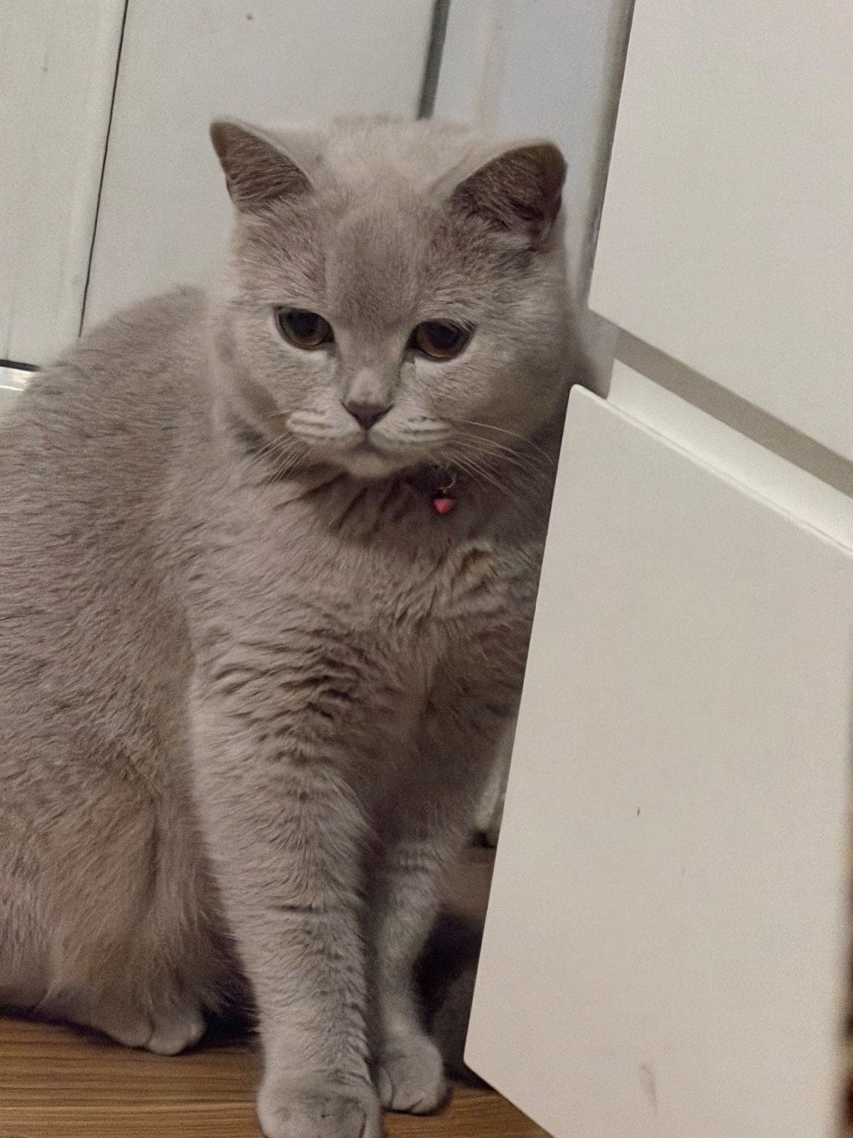 Duman British Longhair Kedi, Mersin