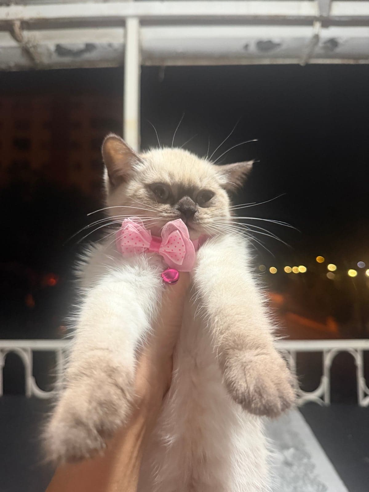 luni British Longhair Kedi, Mersin