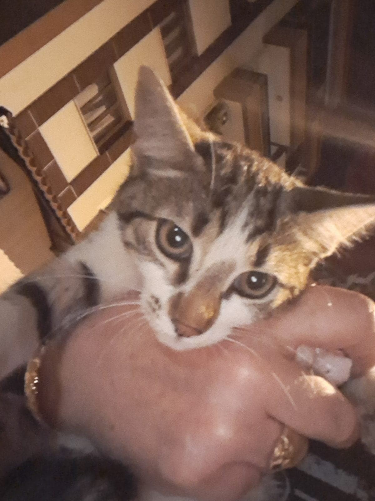 minnak Tekir Kedi, Manisa
