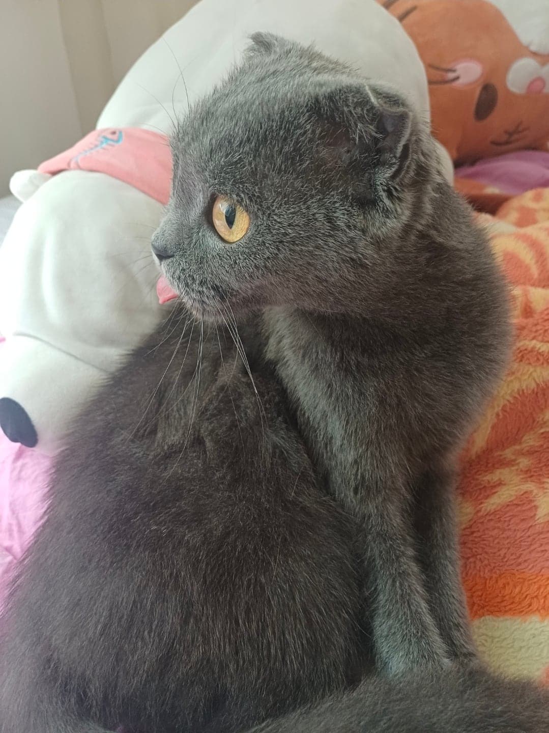 Badem Scottish Fold Kedi, Bursa