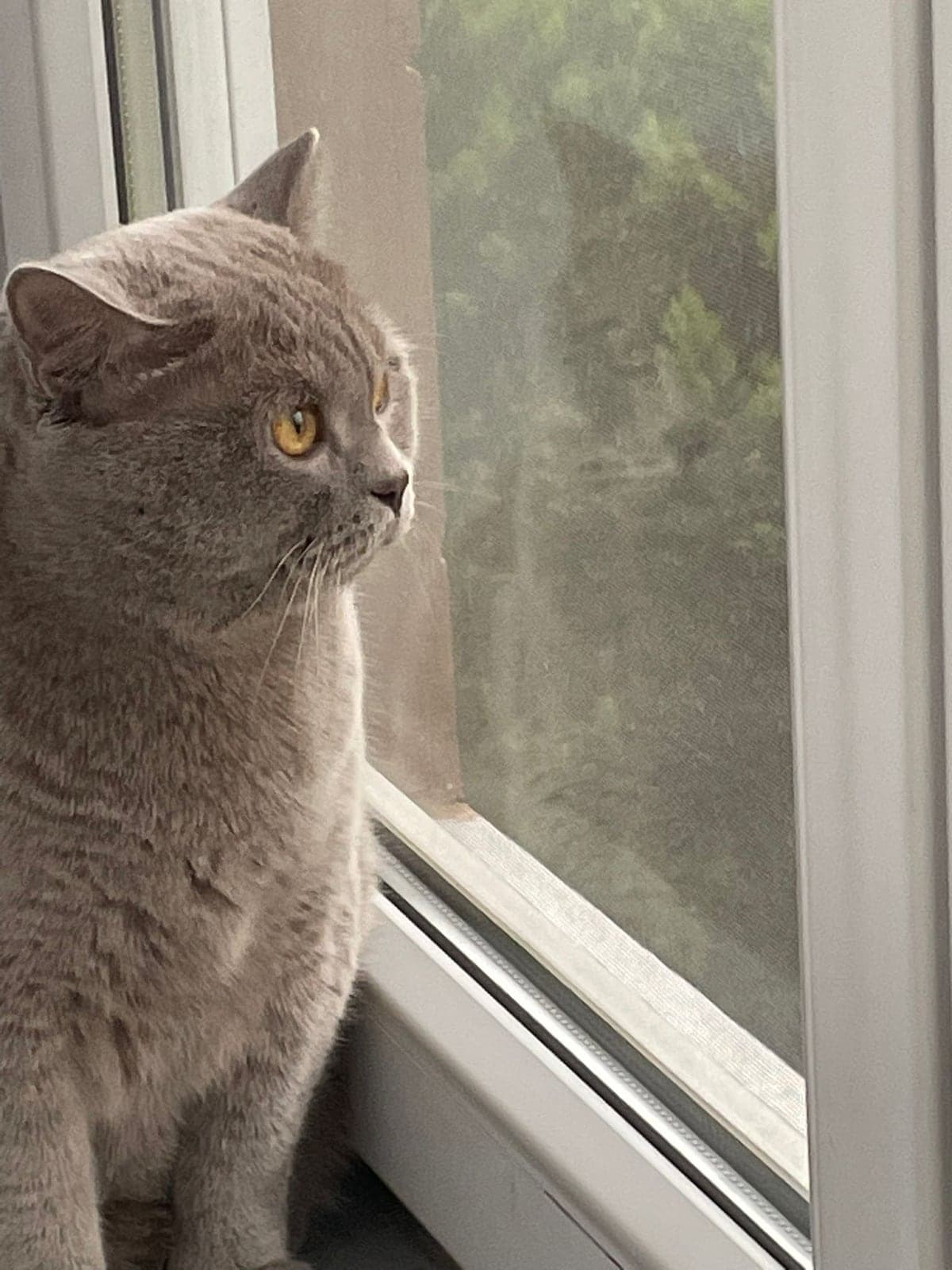 Badem British Shorthair Kedi, Bursa