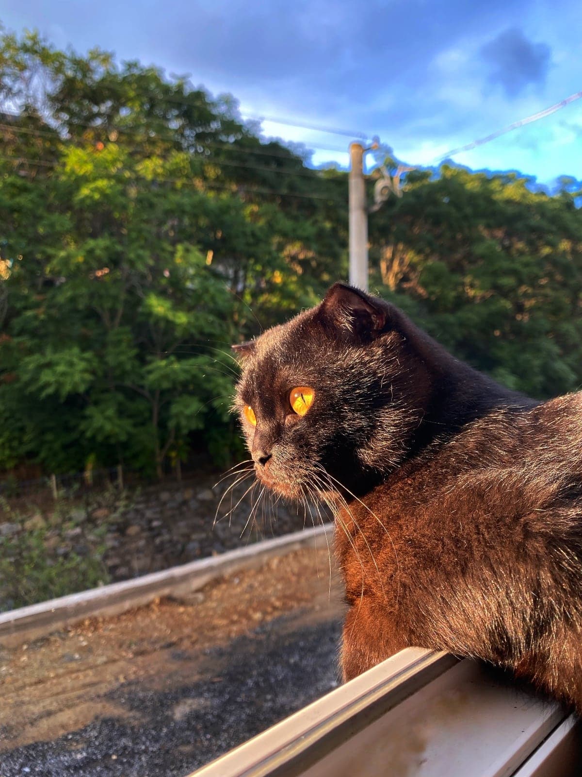 Limon Scottish Fold Kedi, Kocaeli