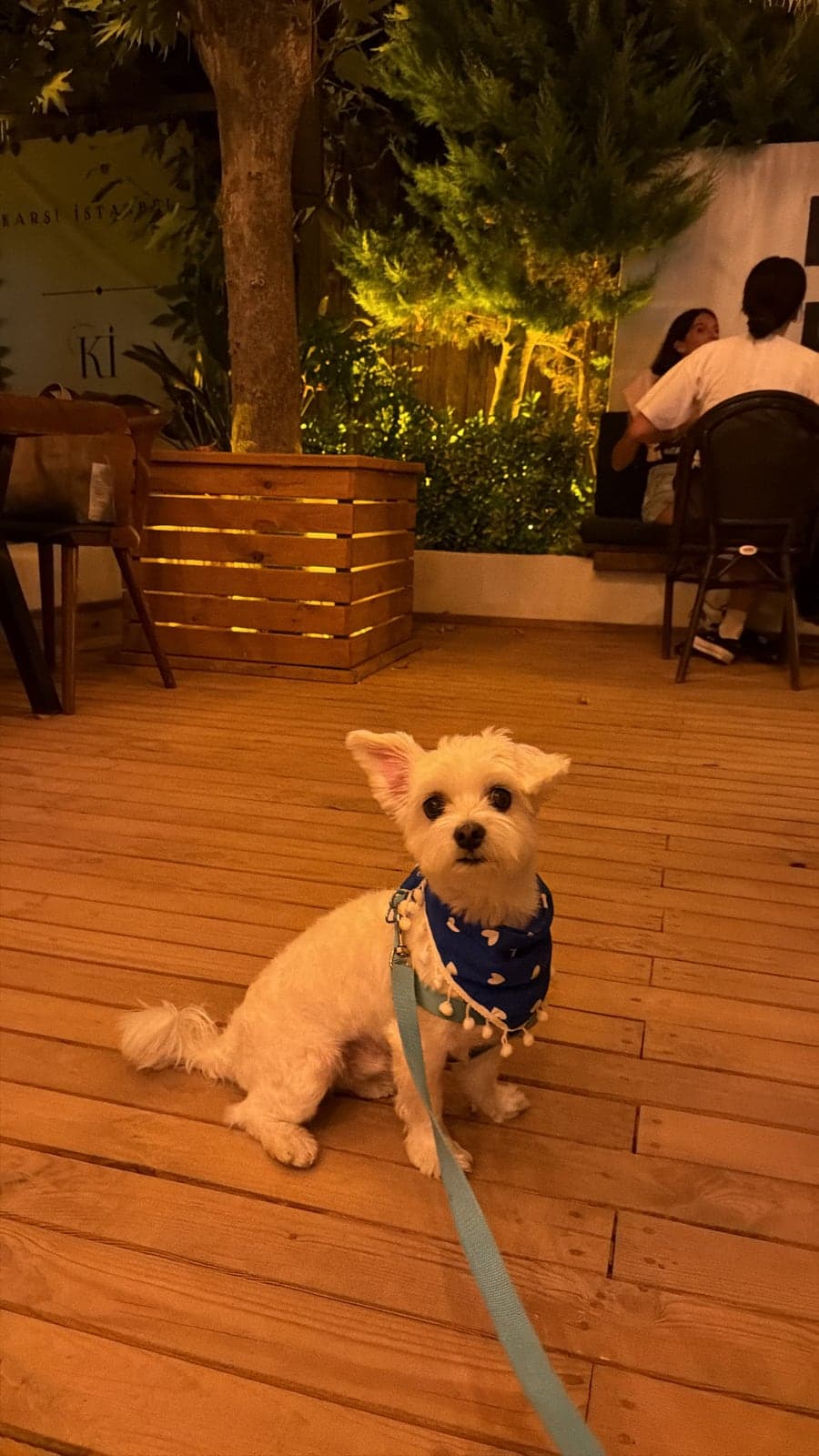 Alvin Maltese Köpek, İstanbul