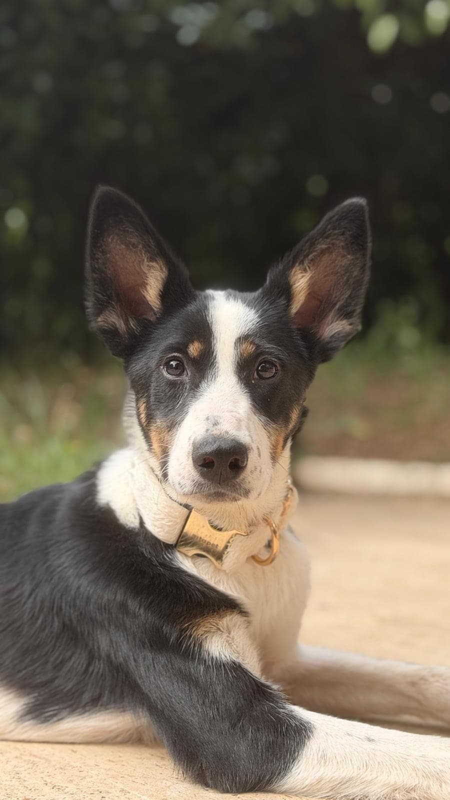 112 Border Collie Köpek, İstanbul