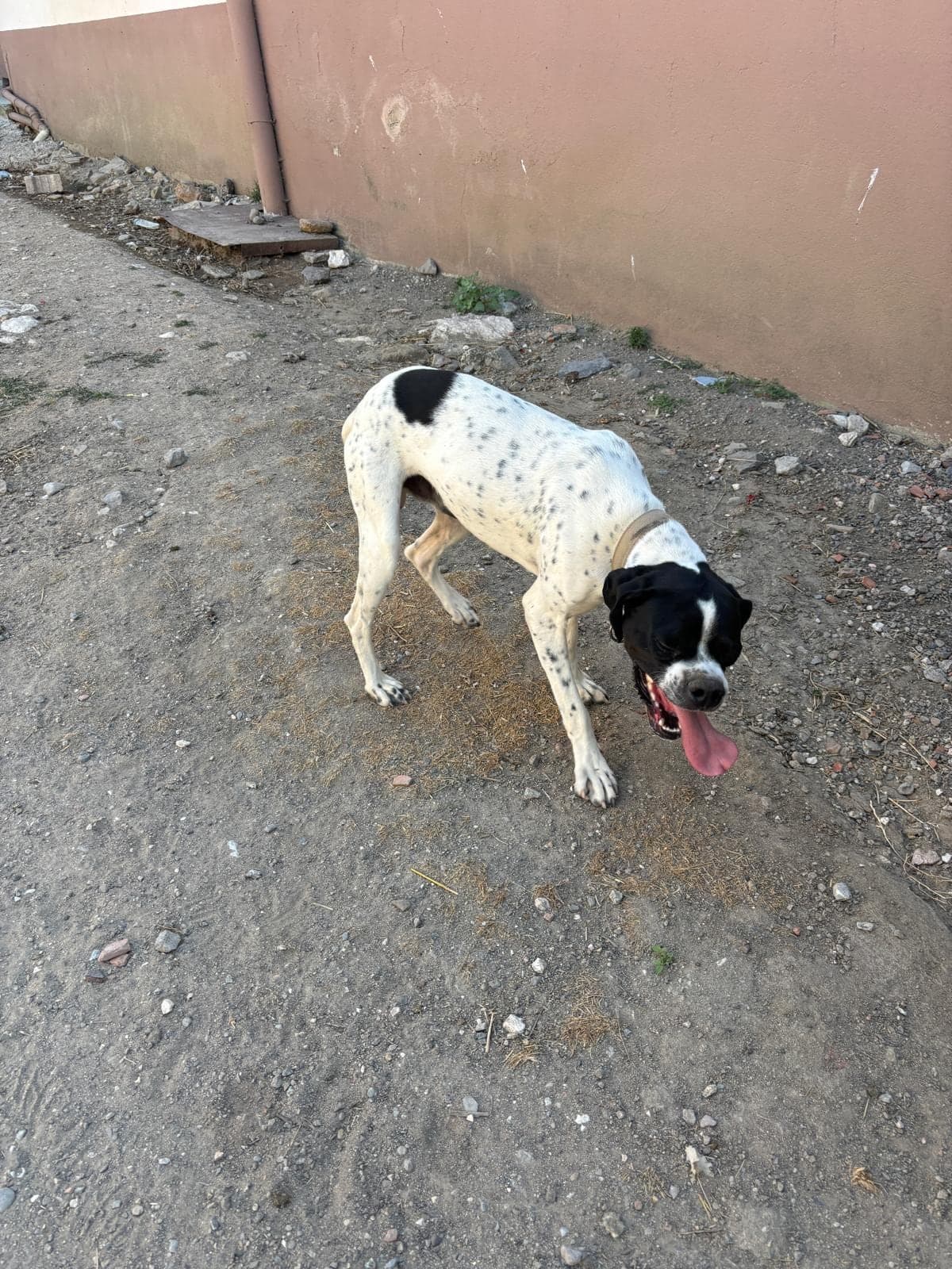 Ponçik Pointer Köpek, Çanakkale