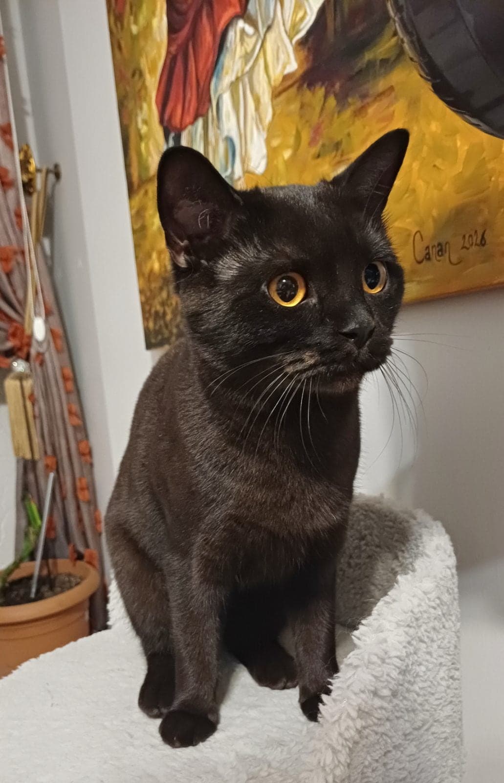 Karam British Longhair Kedi, Bursa