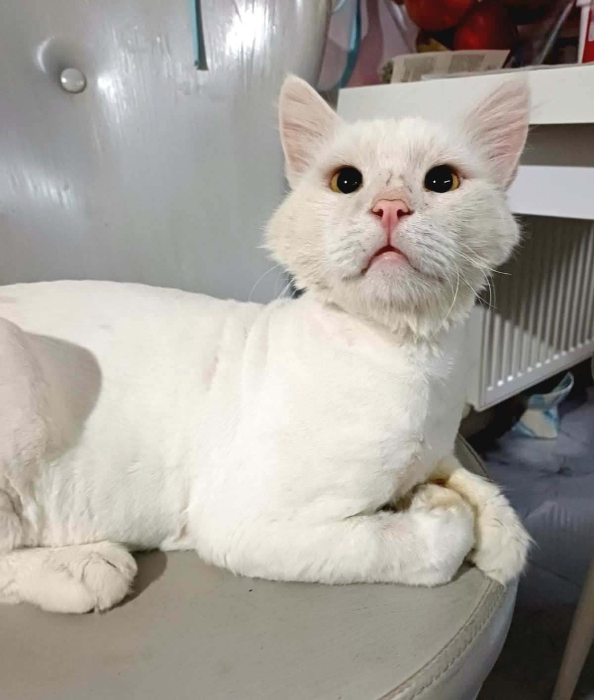 Garip Ankara Kedisi Kedi, Bursa