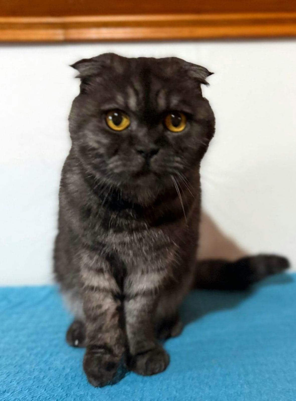 Kurabiye Scottish Fold Kedi, Bursa