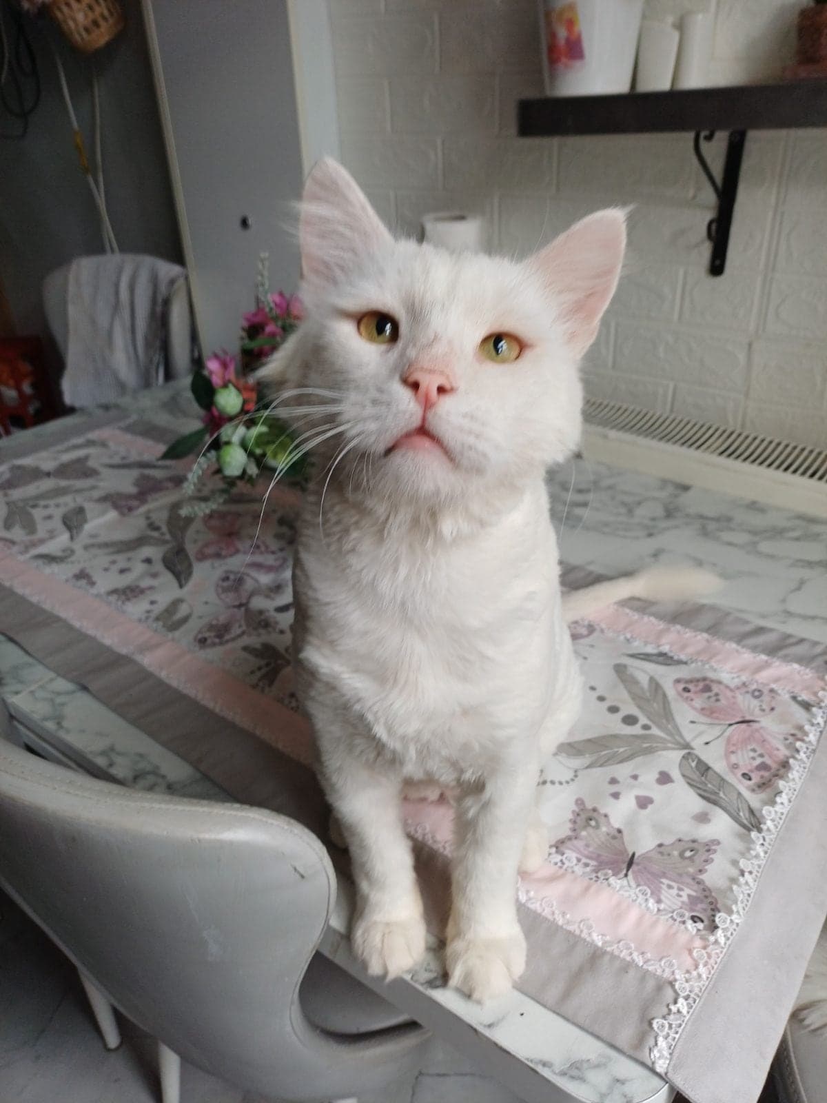 Pamuk Ankara Kedisi Kedi, Bursa