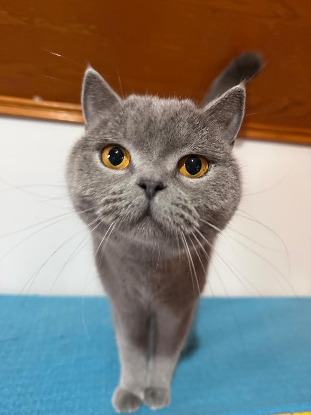 bobo British Shorthair Kedi, Bursa