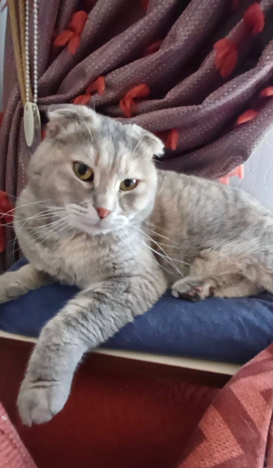 cici Scottish Fold Kedi, Bursa
