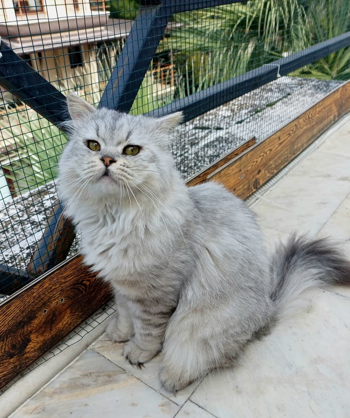 gümüş oğlan British Longhair Kedi, Bursa