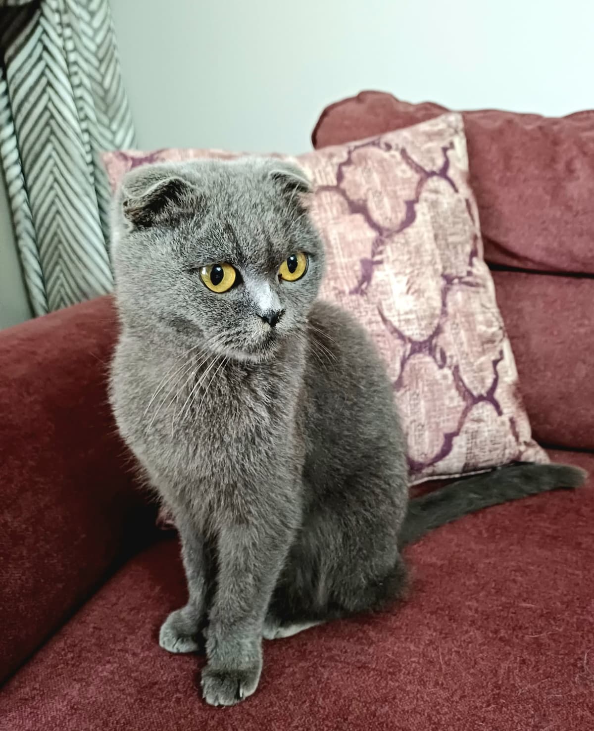 süslü kız Scottish Fold Kedi, Bursa