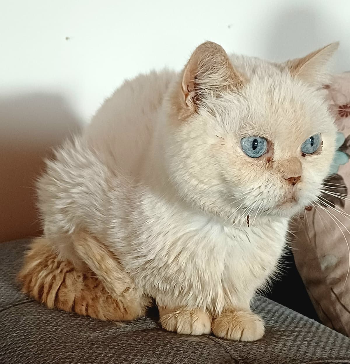 boncuk oğlan Bilmiyorum Kedi, Bursa