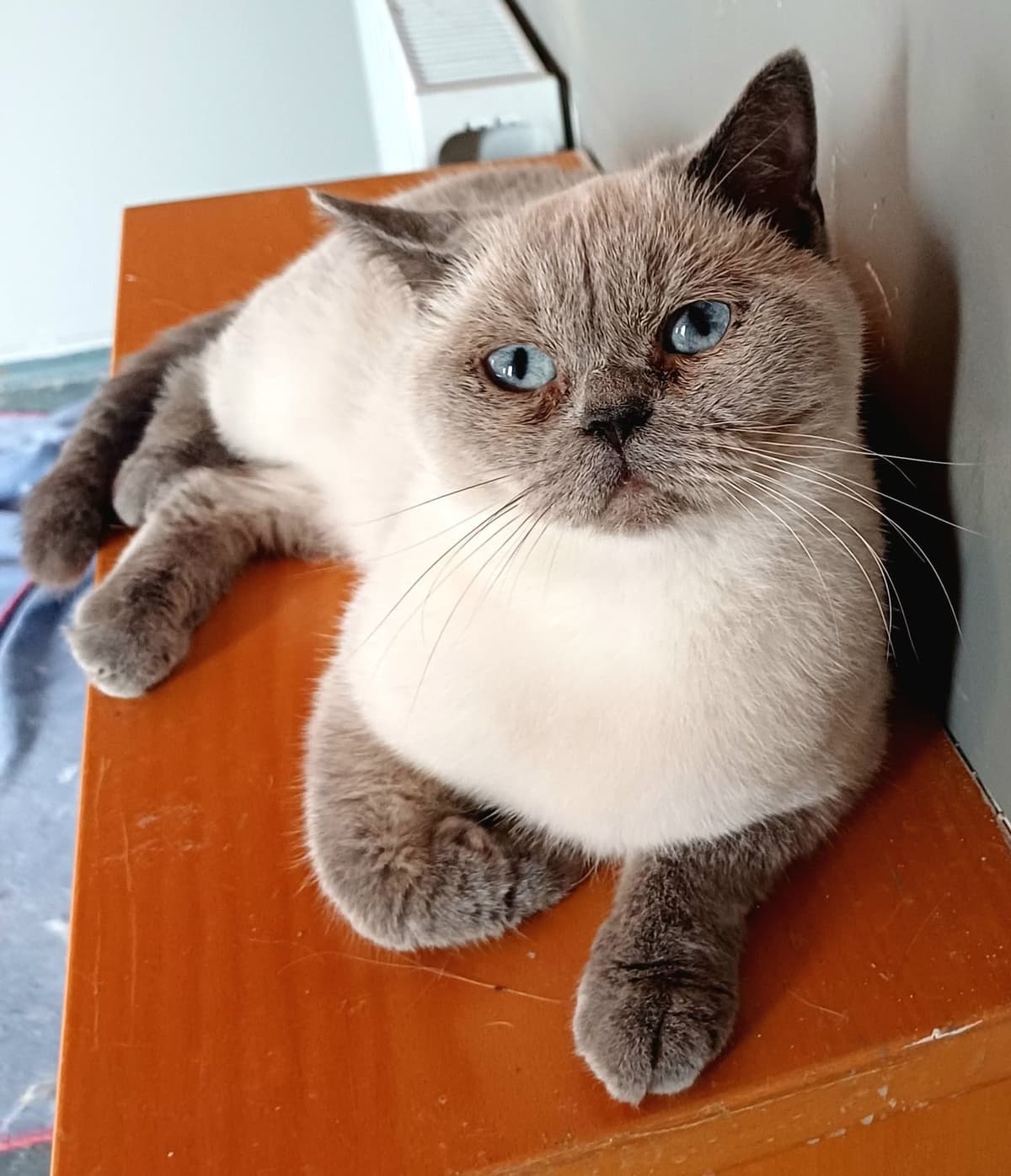 deniz Bilmiyorum Kedi, Bursa
