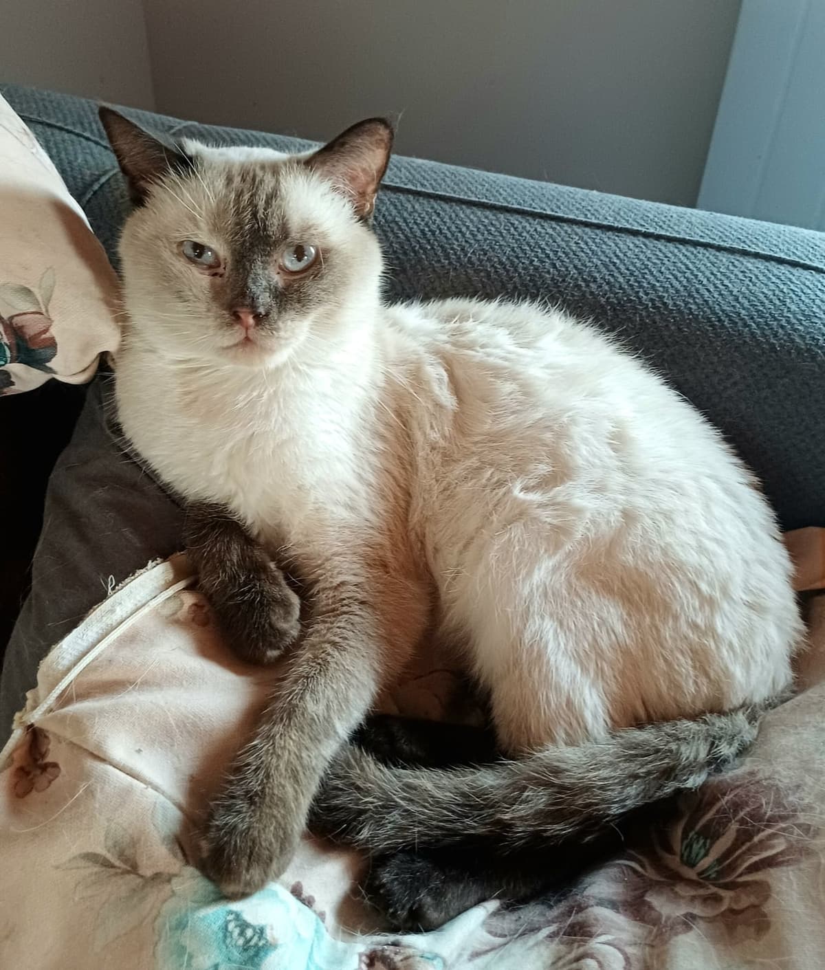 latte Bilmiyorum Kedi, Bursa