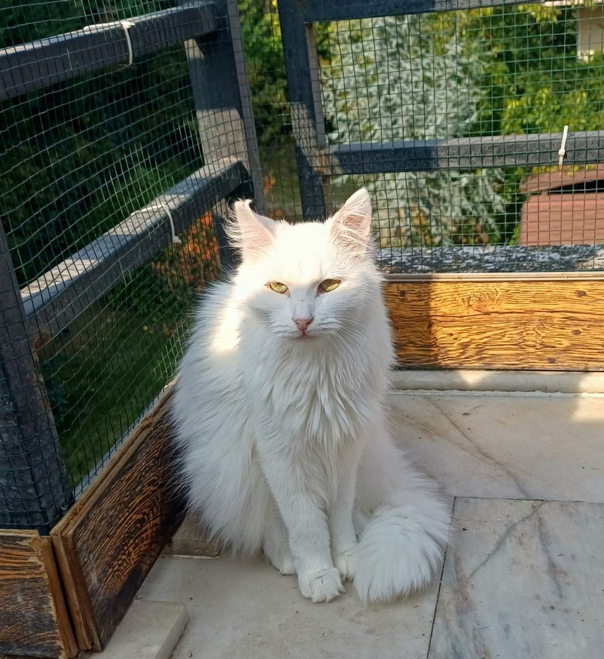 kayra Bilmiyorum Kedi, Bursa