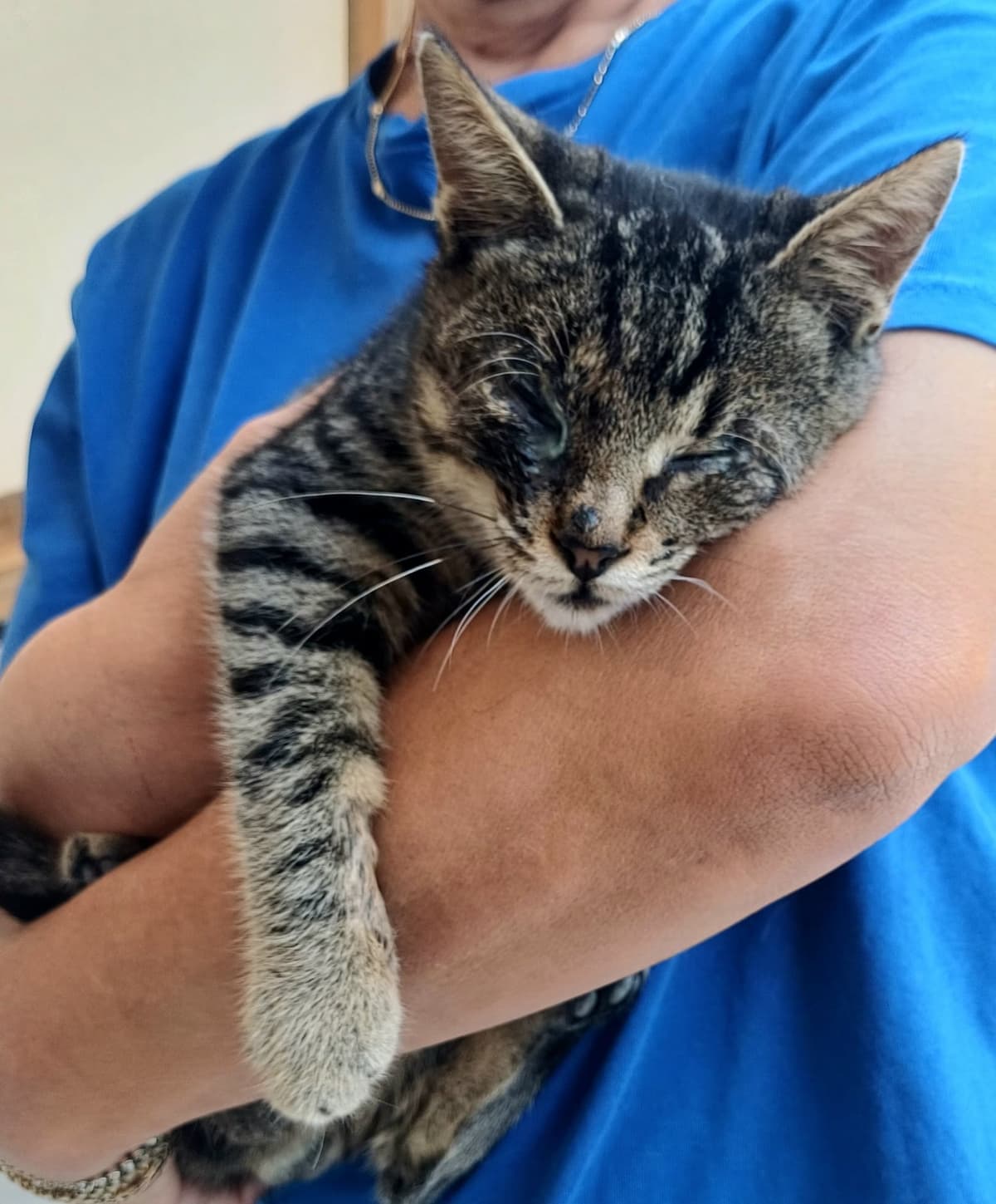 şans Sokak Kedisi Kedi, Bursa
