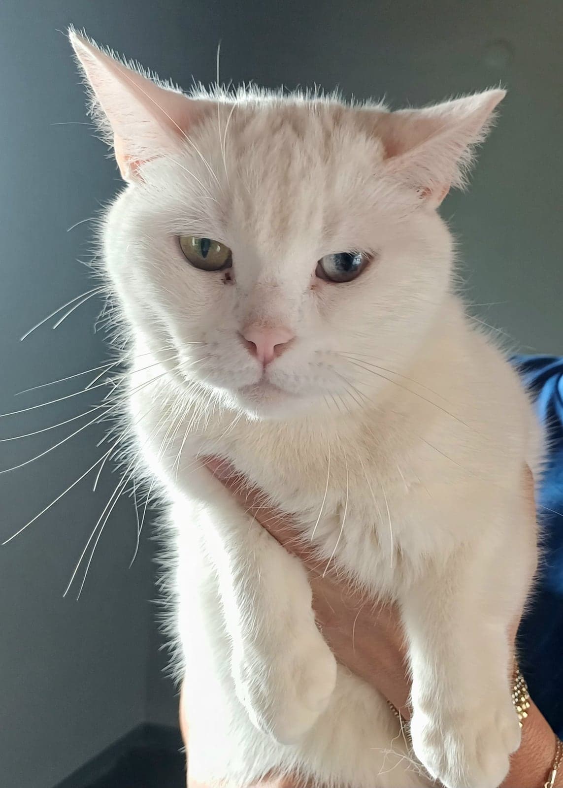 umut British Longhair Kedi, Bursa