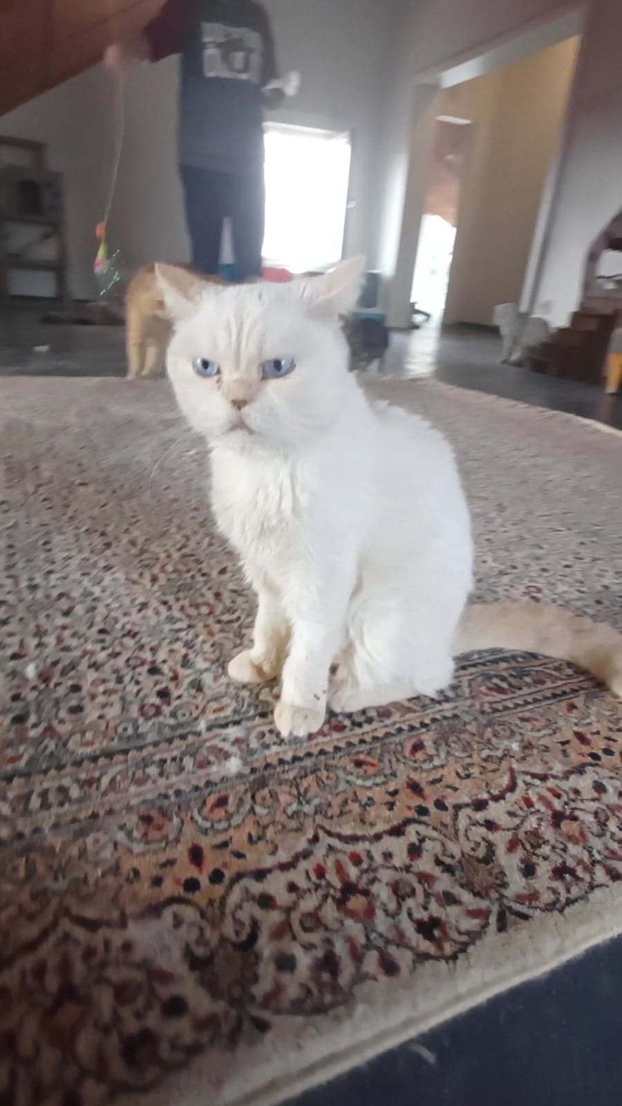 maviş British Longhair Kedi, Bursa