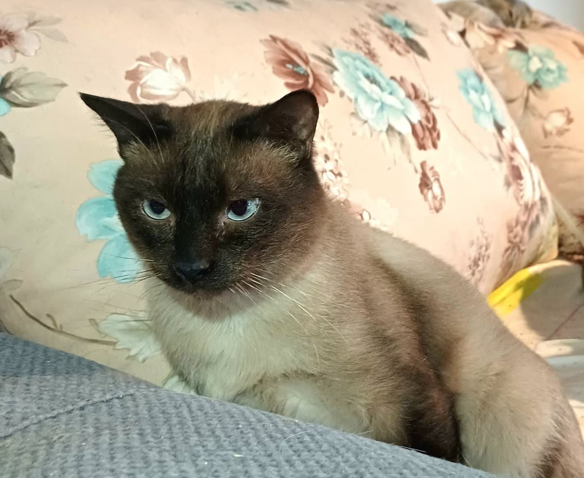 siyam Bilmiyorum Kedi, Bursa