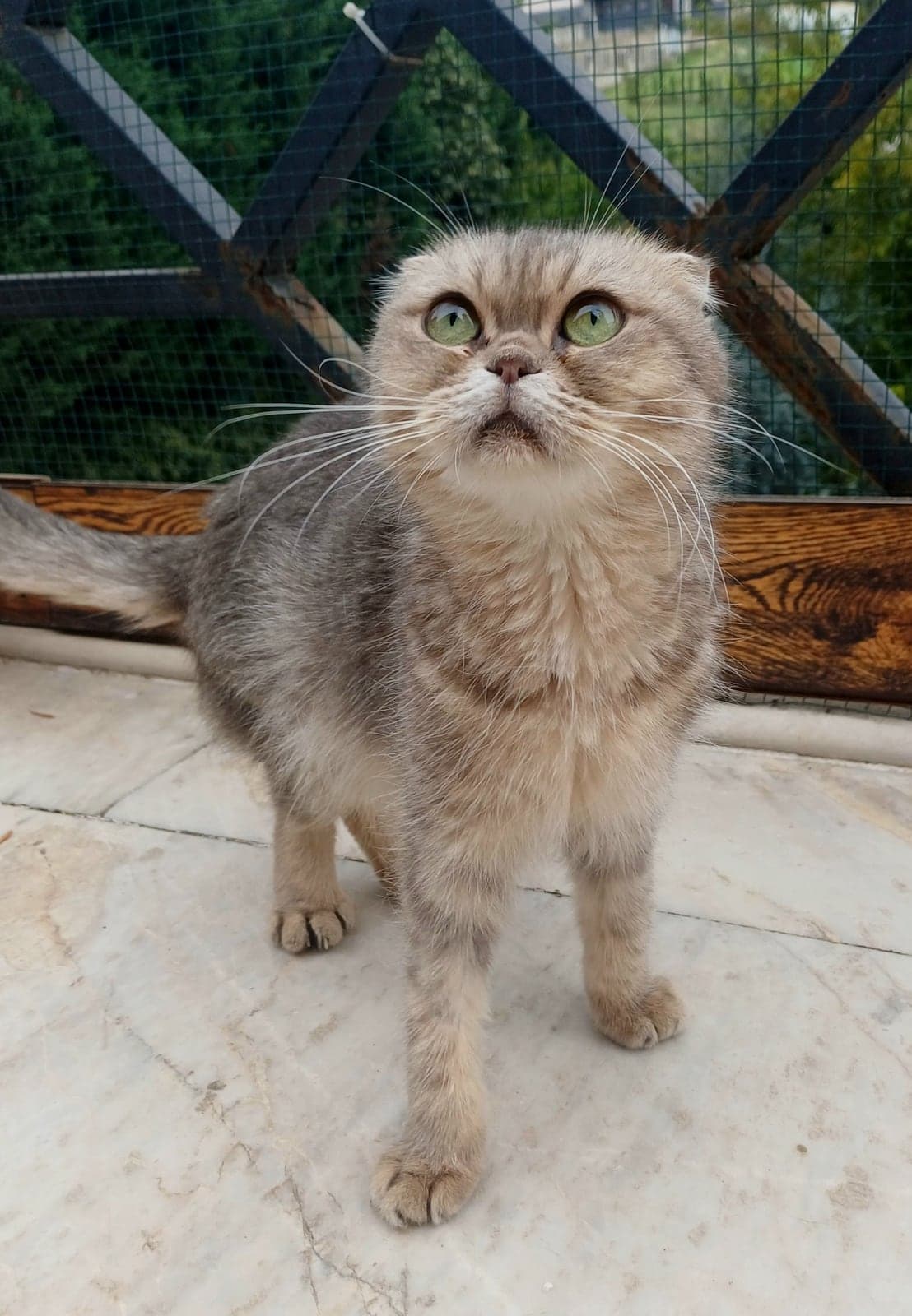 zümrüt Scottish Fold Kedi, Bursa